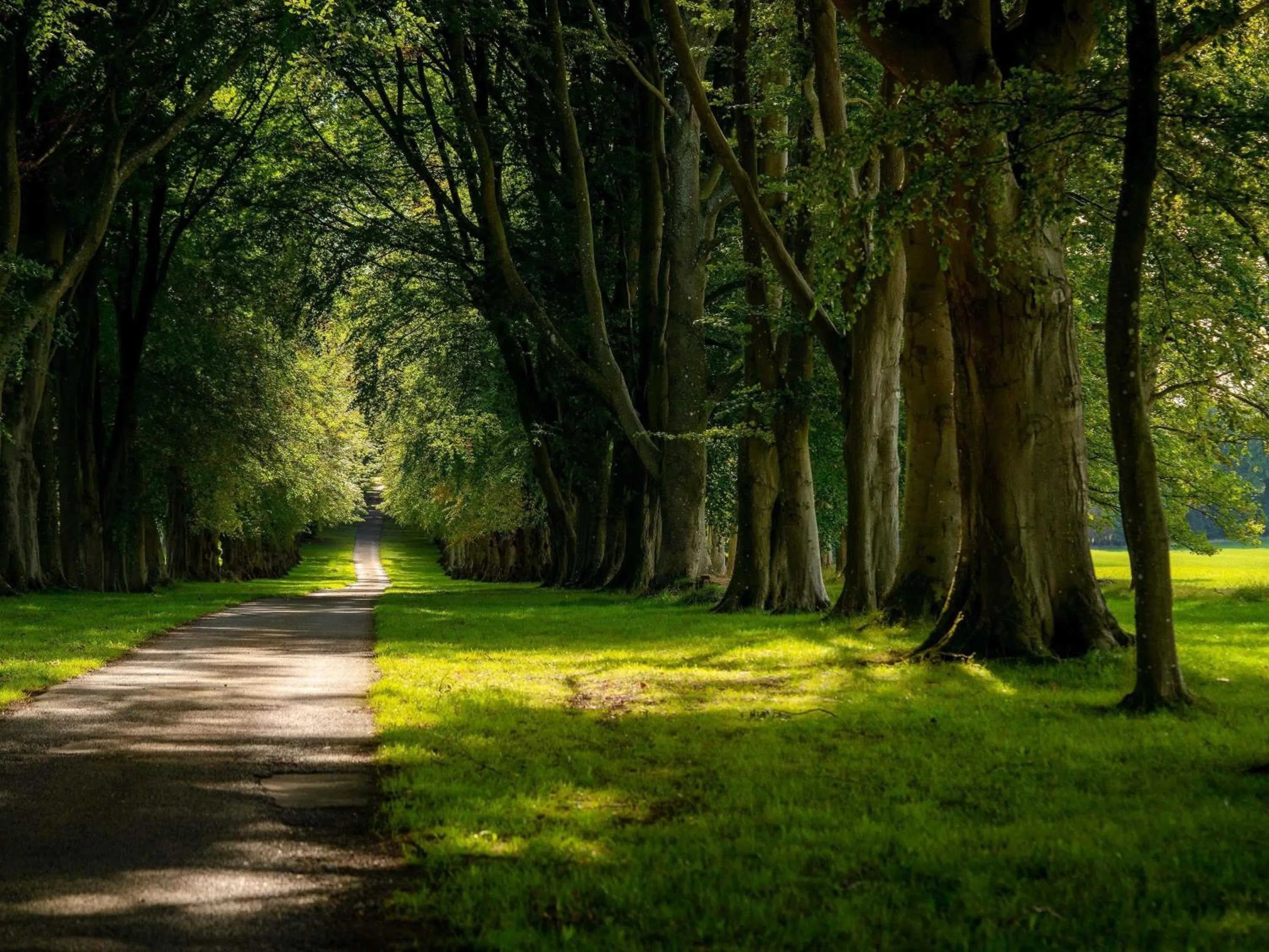 Natural landscape in Lucknam Park, Emblems Collection