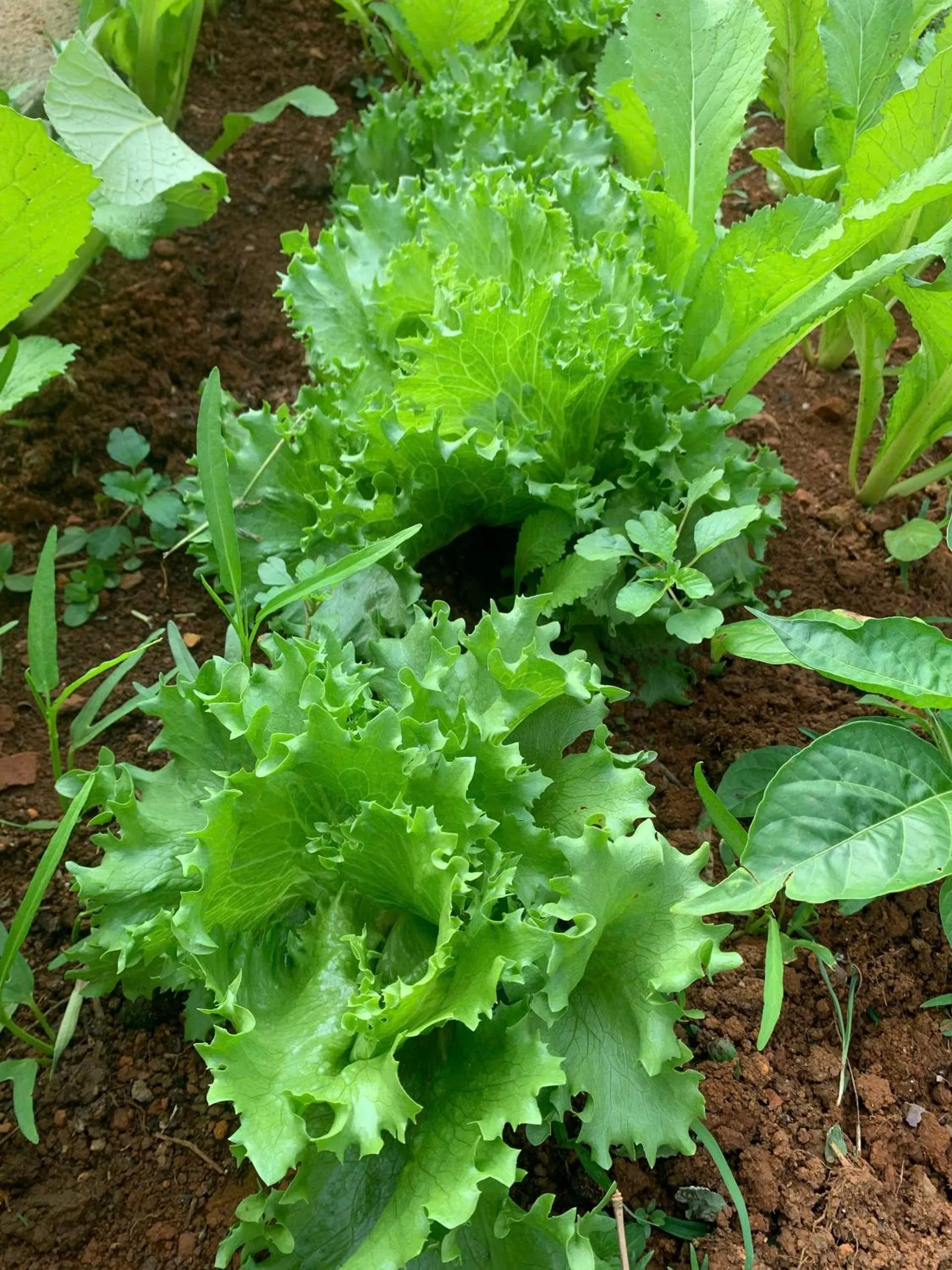 Garden in Pin's House