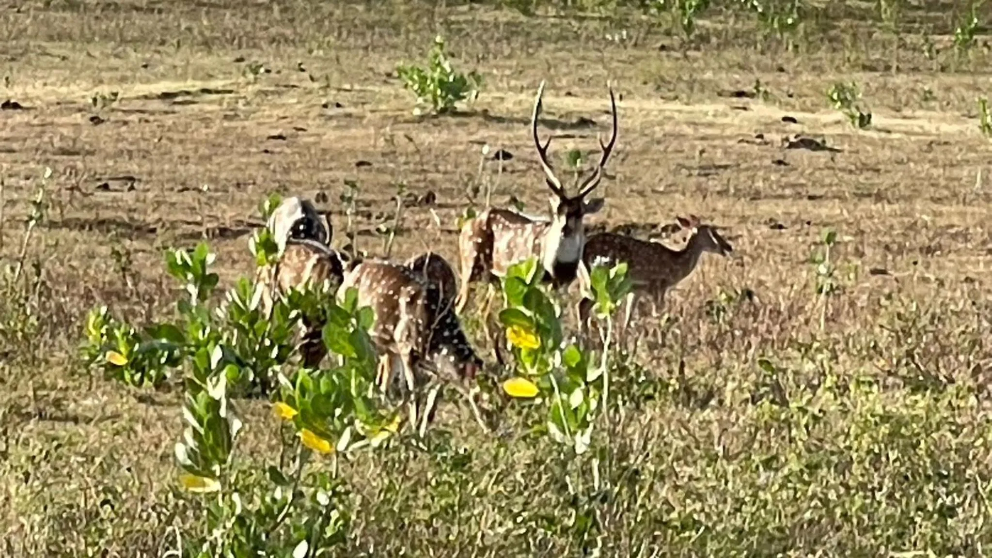 Day in Nil Diya Mankada Safari Lodge