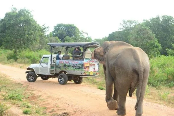 Nil Diya Mankada Safari Lodge