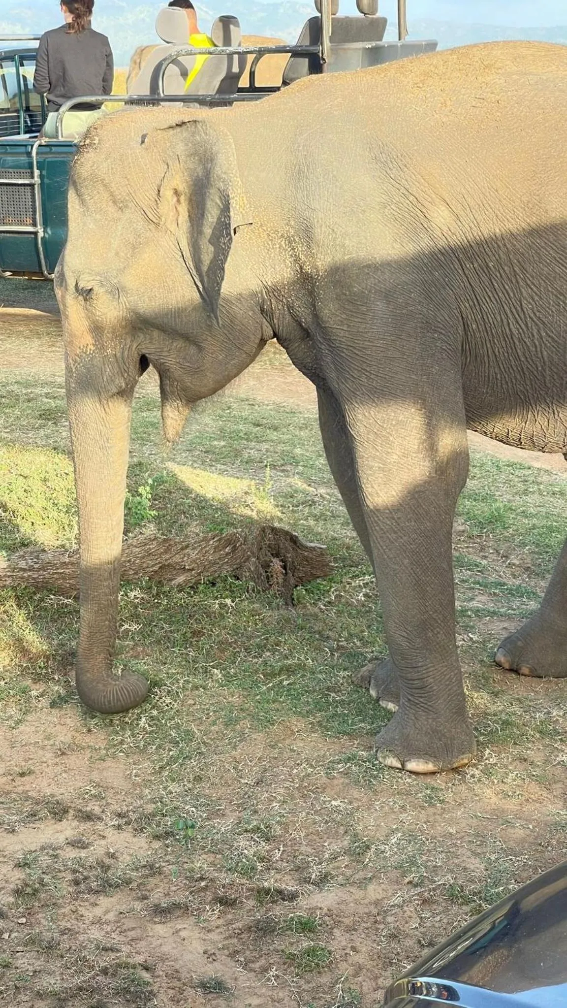 Animals in Nil Diya Mankada Safari Lodge
