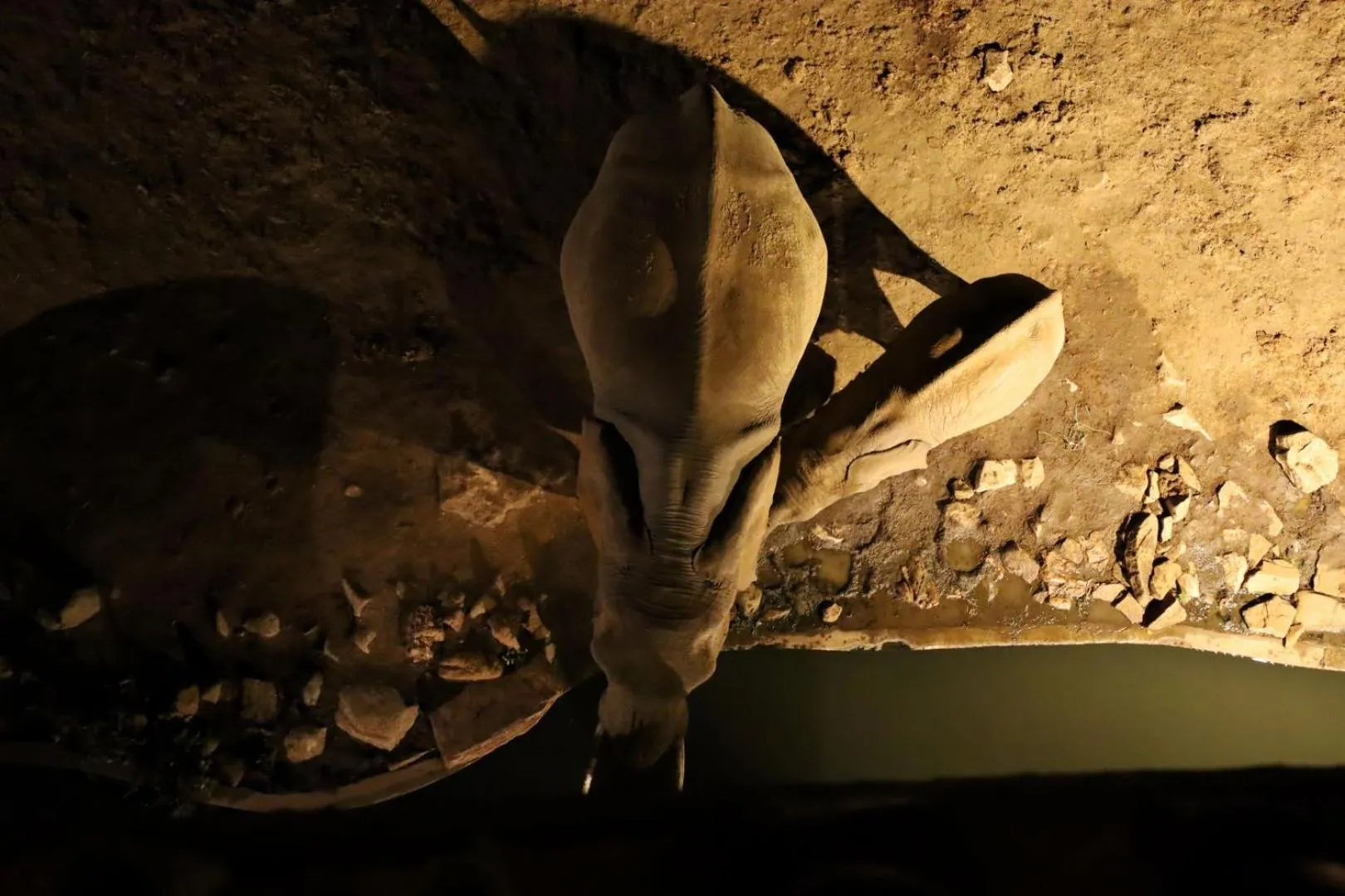 Animals in Salt Lick Safari Lodge