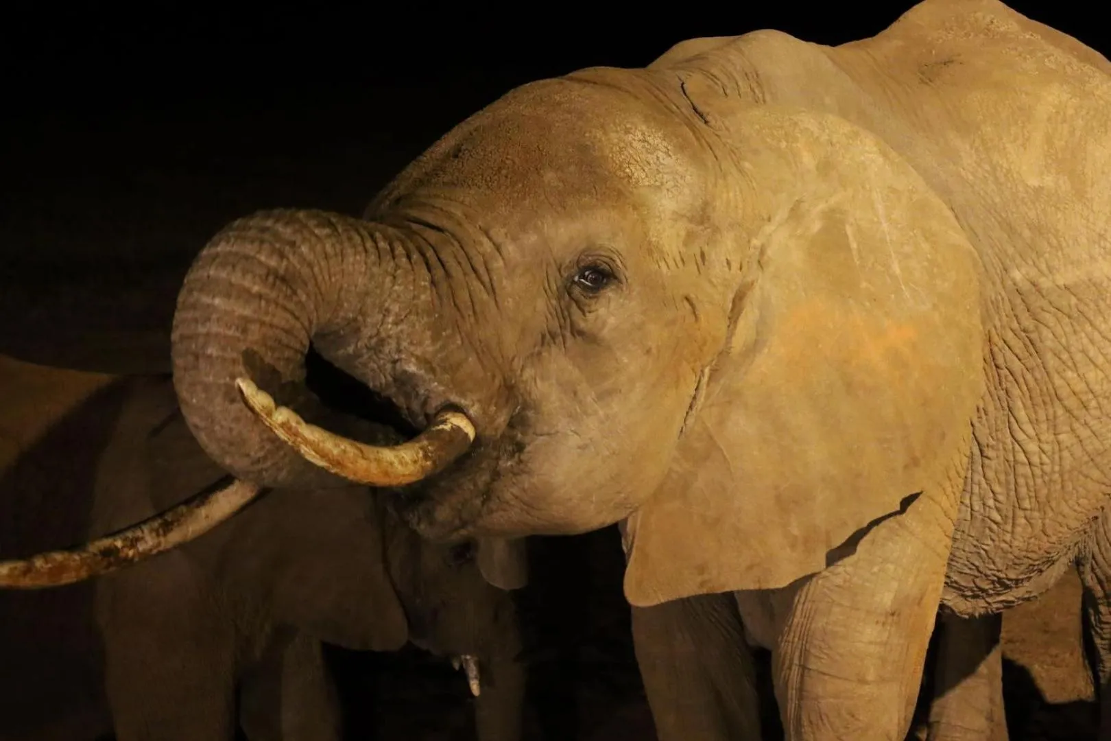 Animals in Salt Lick Safari Lodge