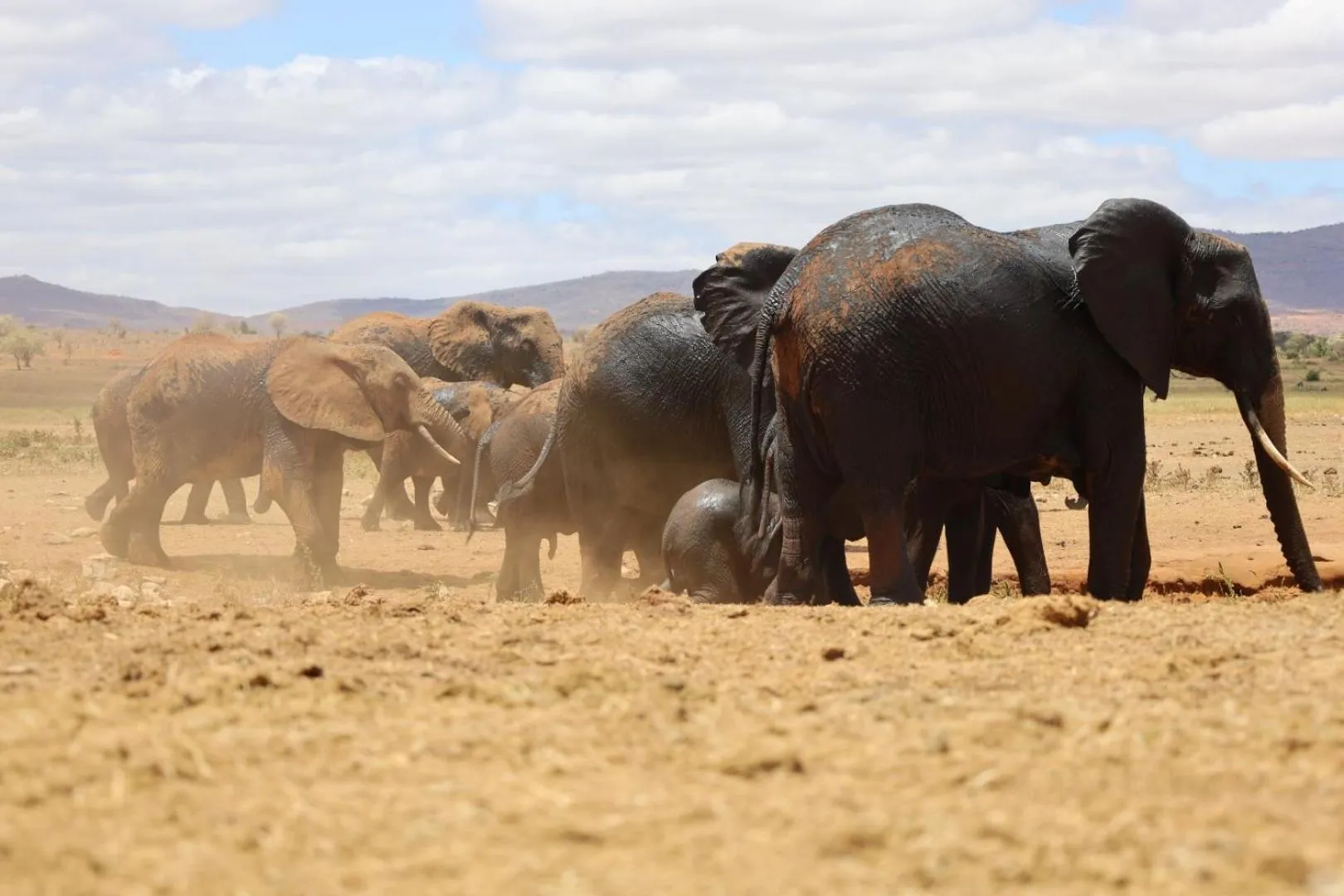 Animals in Salt Lick Safari Lodge