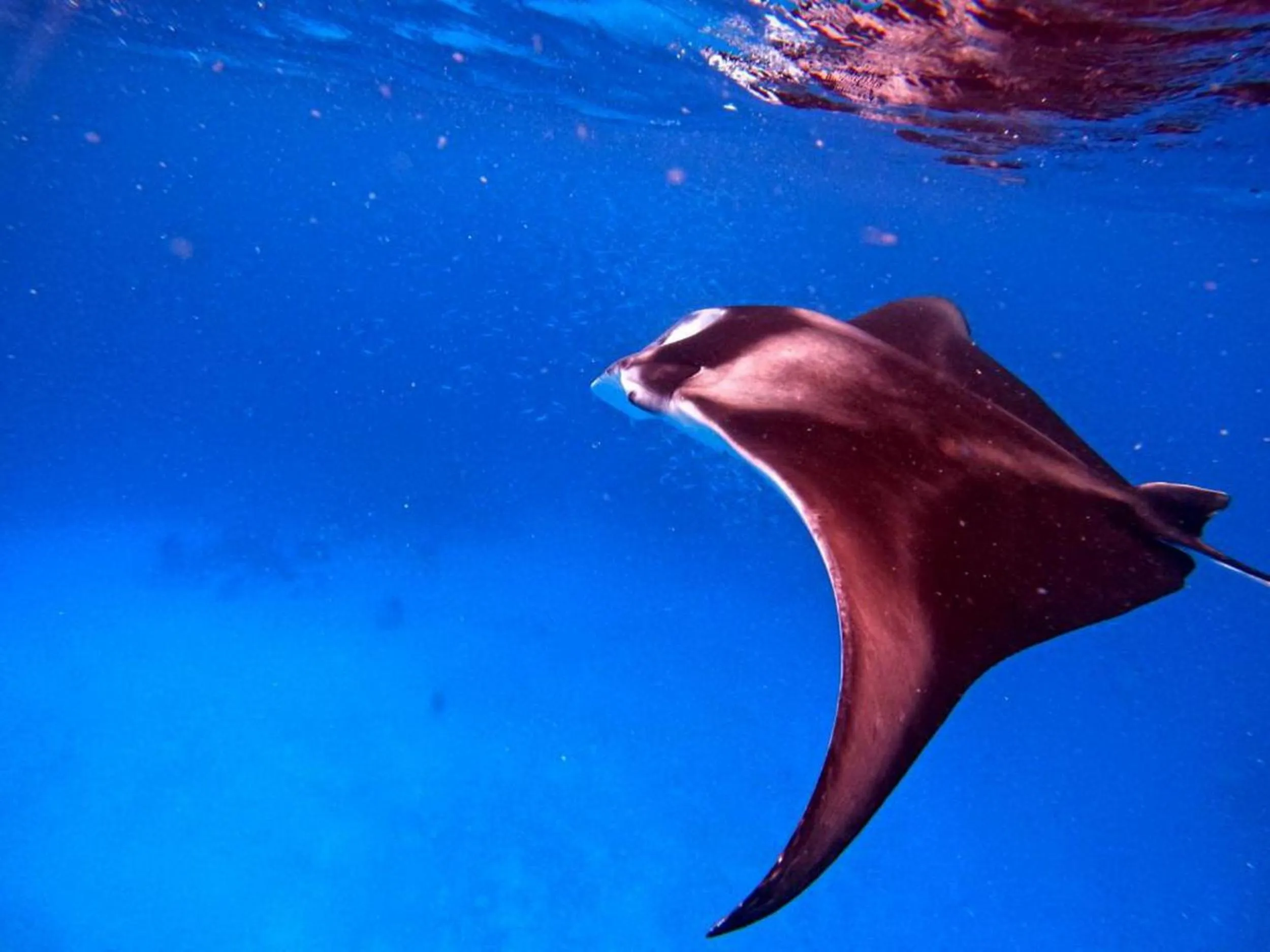 Snorkeling in Adroit Beach Inn