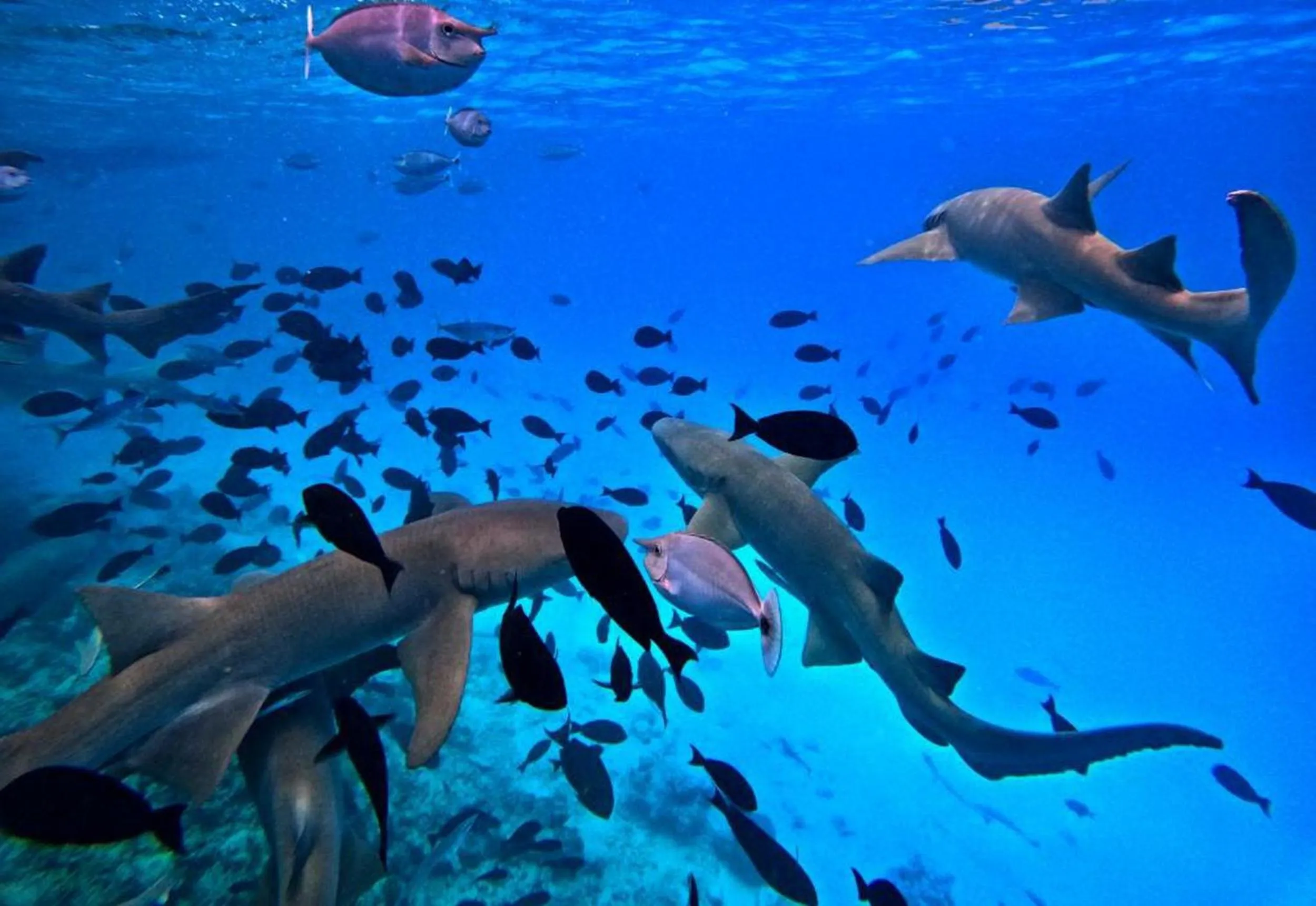 People in Adroit Beach Inn