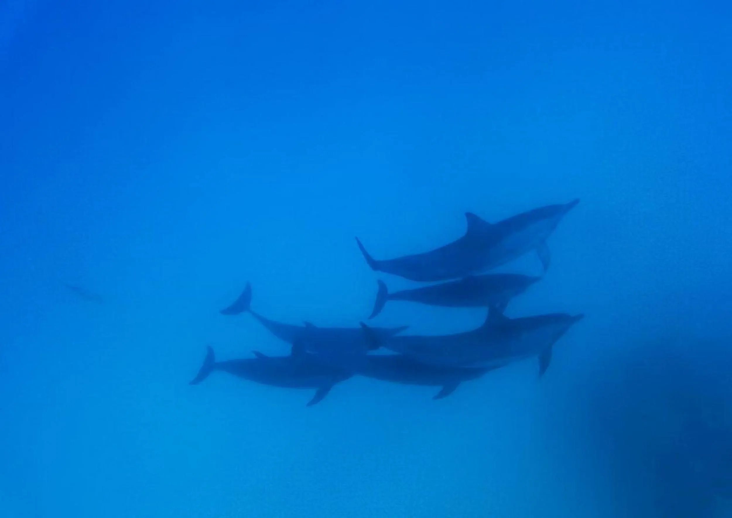 Snorkeling in Adroit Beach Inn