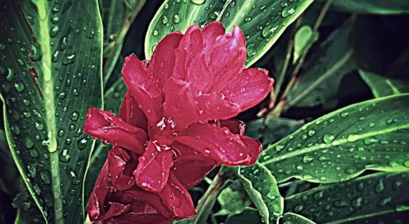 Victoria Palms Hotel