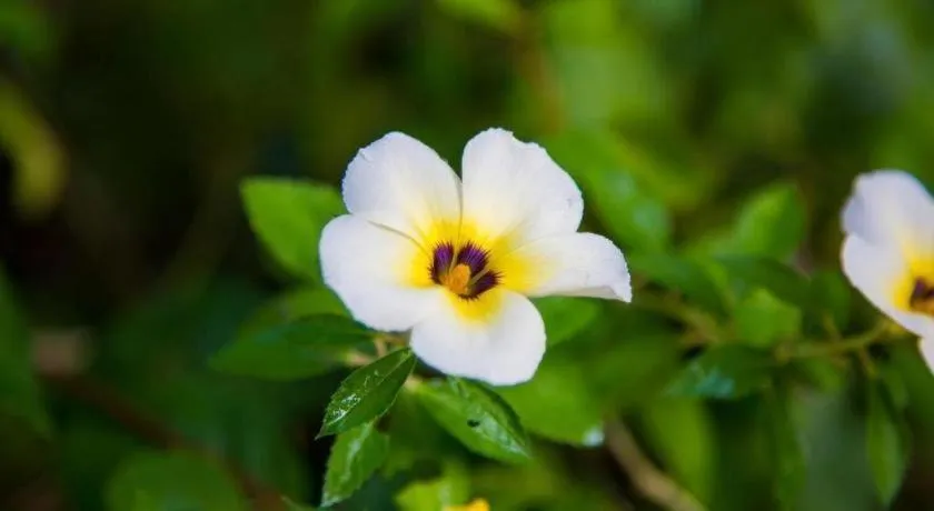 TAWANCHAY HOTEL PHATTHALUNG