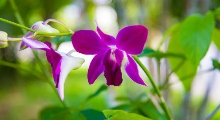 TAWANCHAY HOTEL PHATTHALUNG