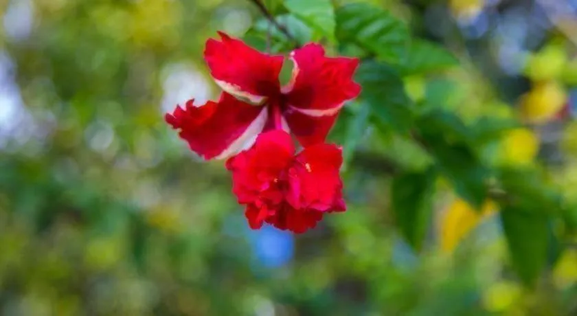 TAWANCHAY HOTEL PHATTHALUNG