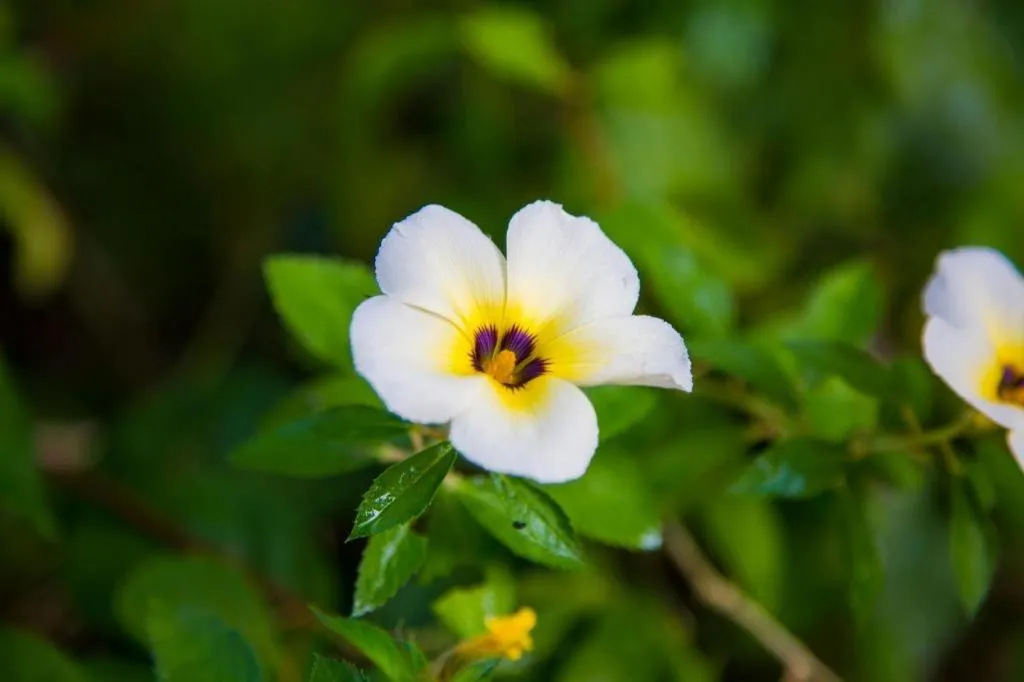 TAWANCHAY HOTEL PHATTHALUNG