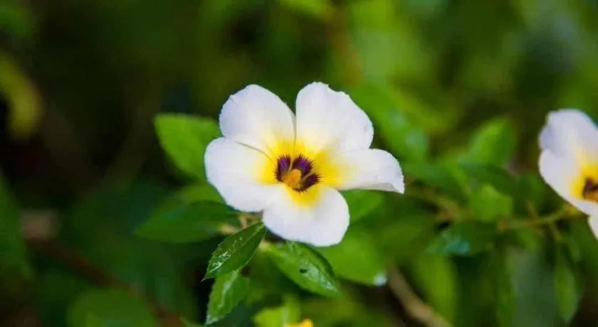 TAWANCHAY HOTEL PHATTHALUNG