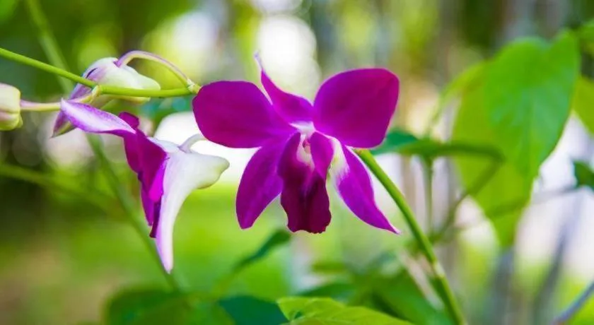 TAWANCHAY HOTEL PHATTHALUNG