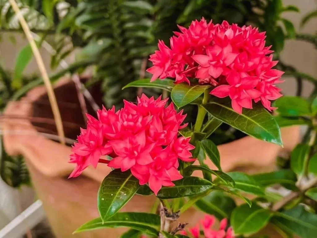 The Linux Garden Hotel (City Amphur Muang Yala)