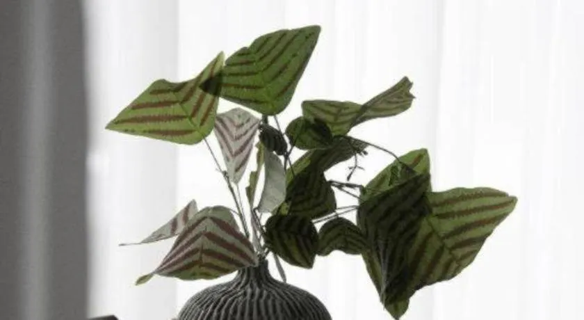 Rangsiya Boutique Hotel