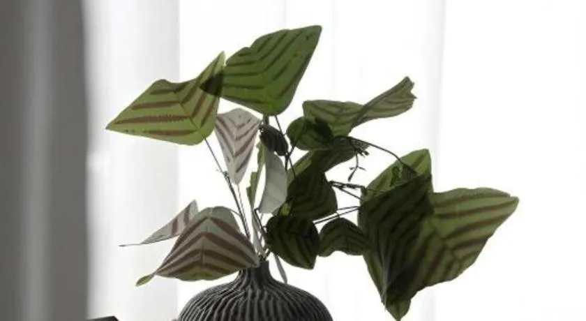 Rangsiya Boutique Hotel