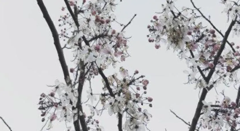 Rangsiya Boutique Hotel