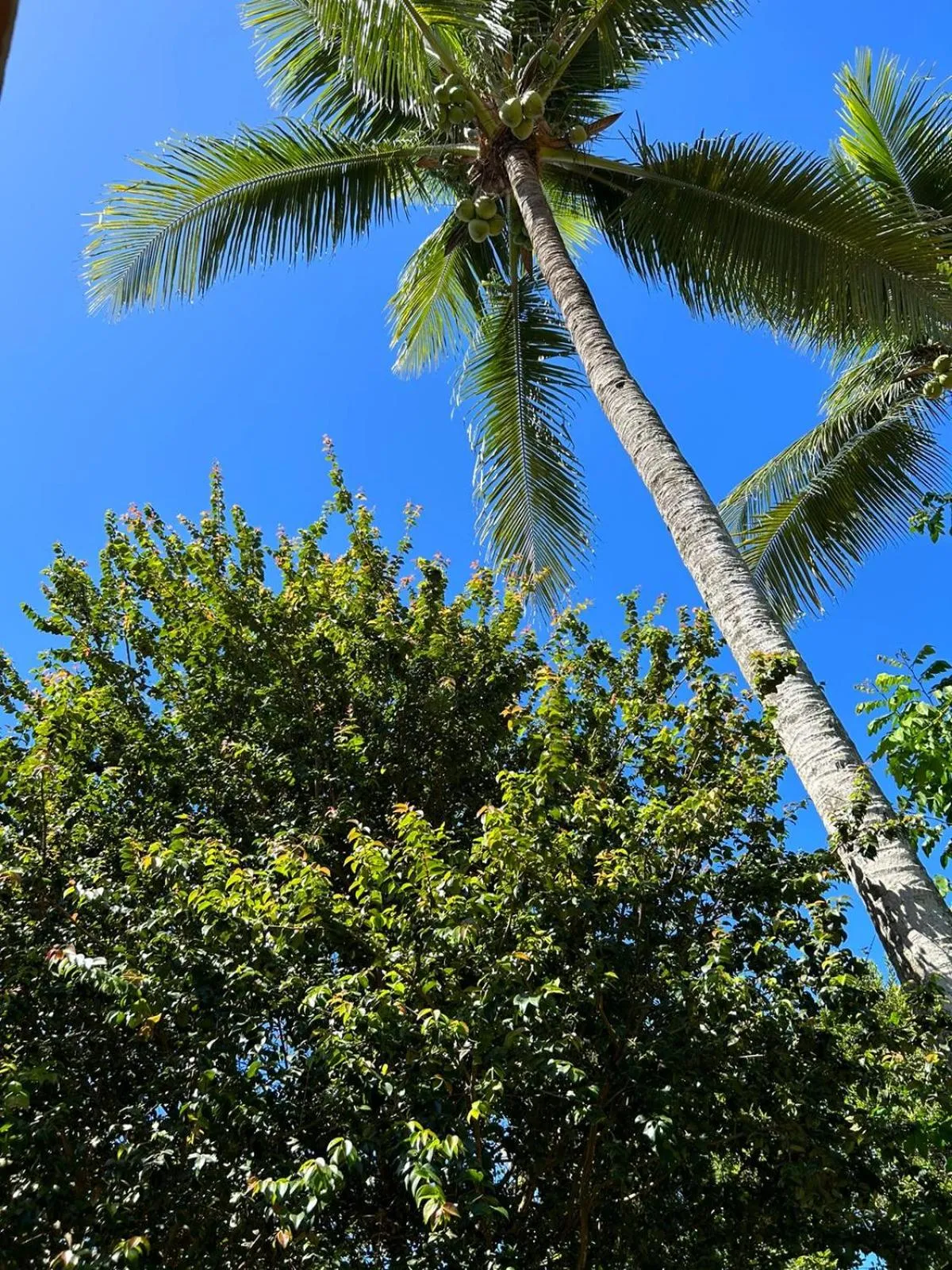 Spring in Dorm Céu Azul