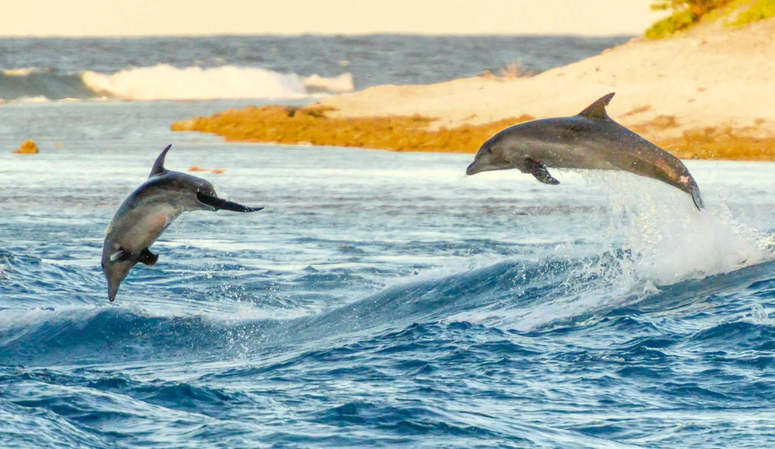 Activities in Hotel Kia Ora Resort & Spa