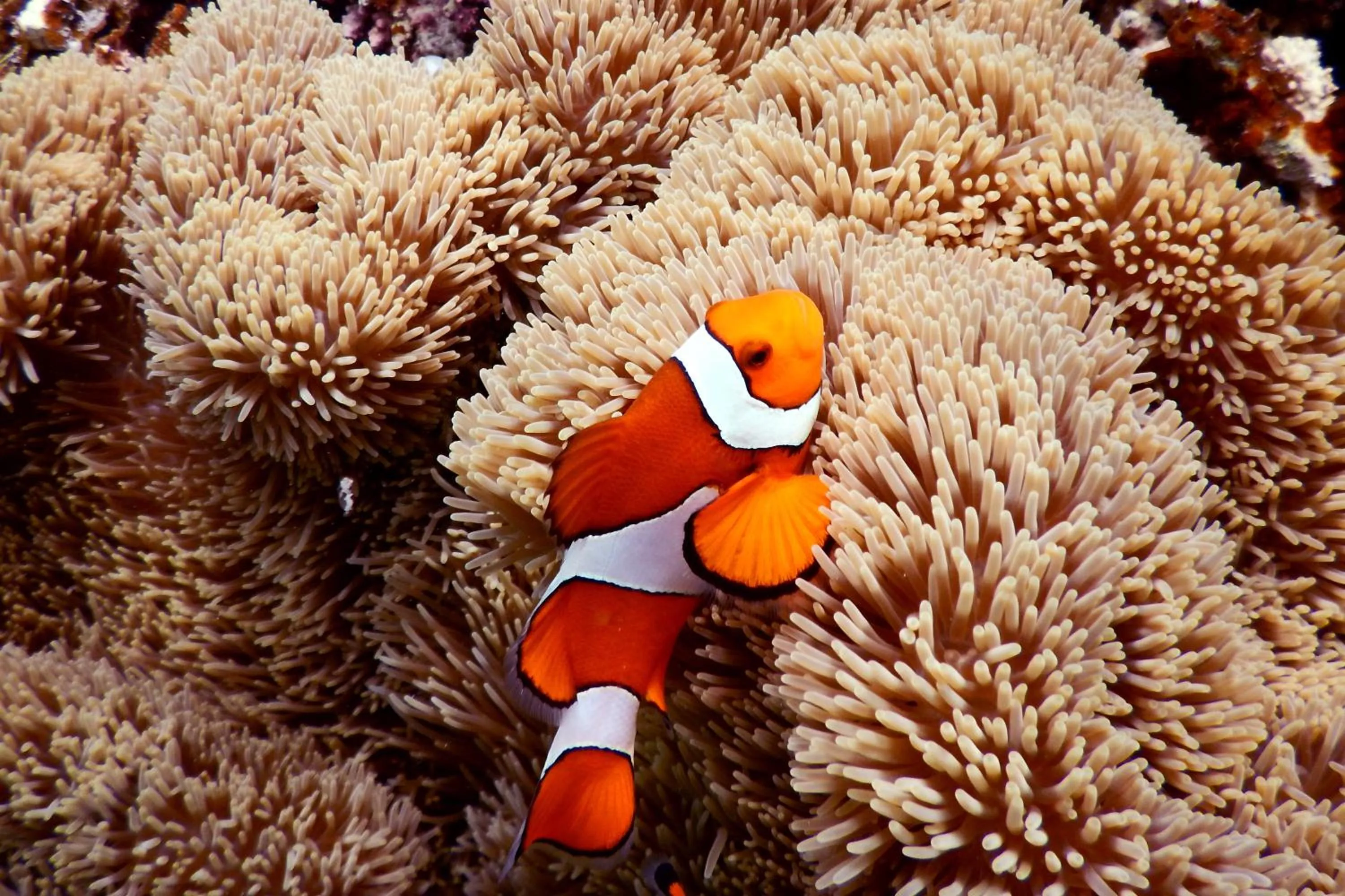Snorkeling in Oceanview Yui