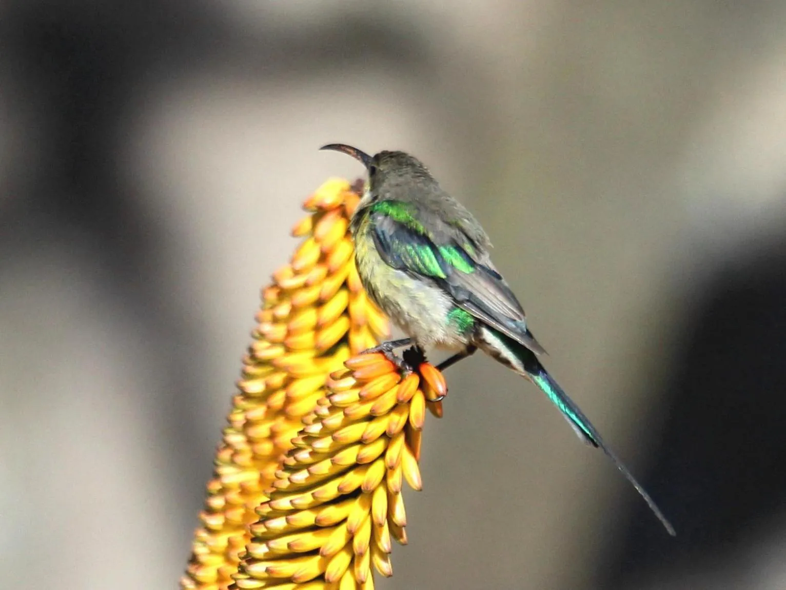 Animals in Spion Kop Lodge