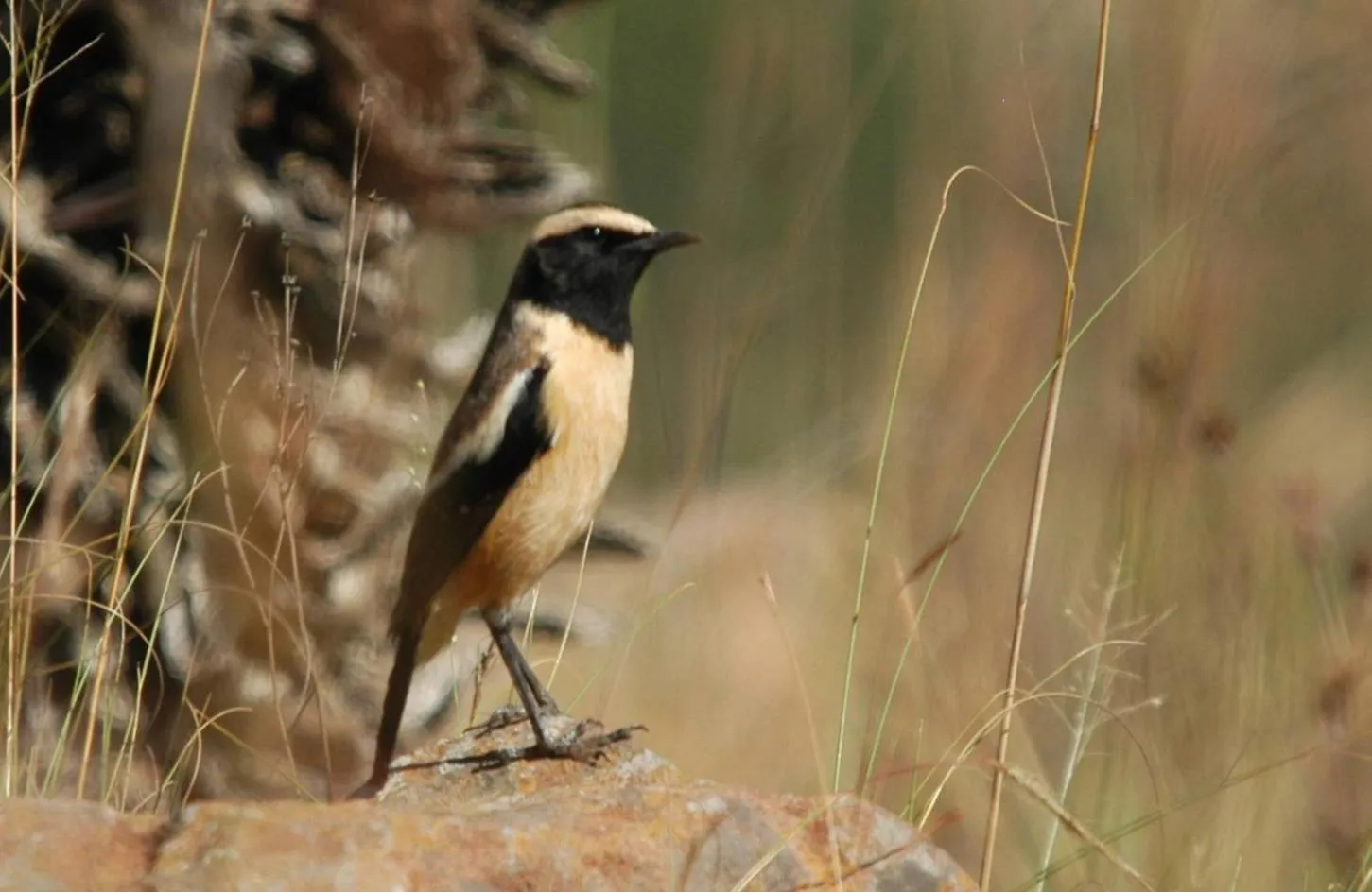 Animals in Spion Kop Lodge