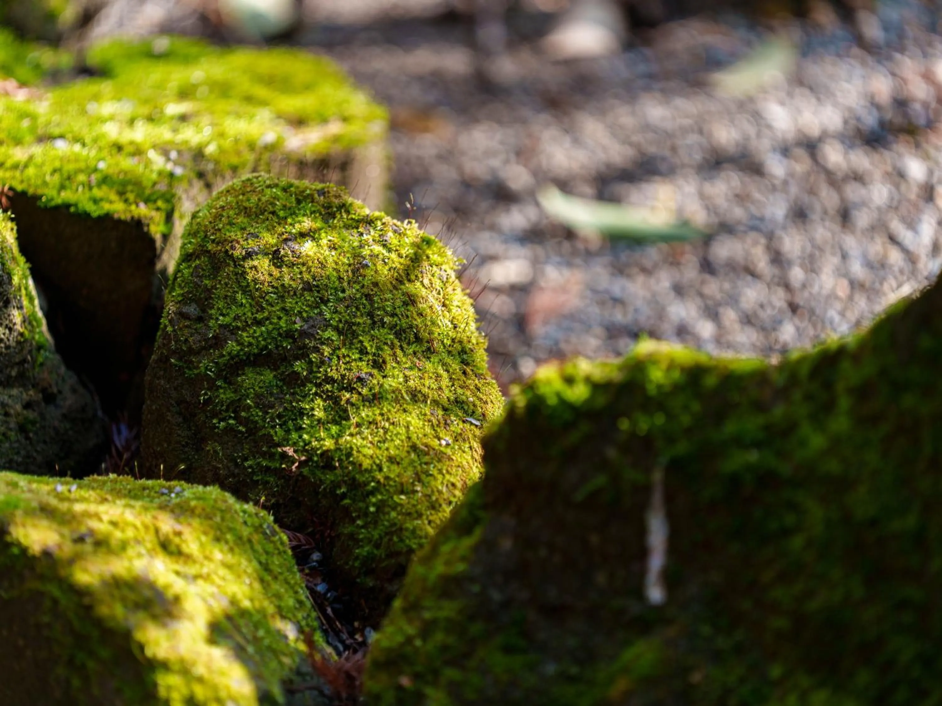 Day in Yufuin Rakuyu