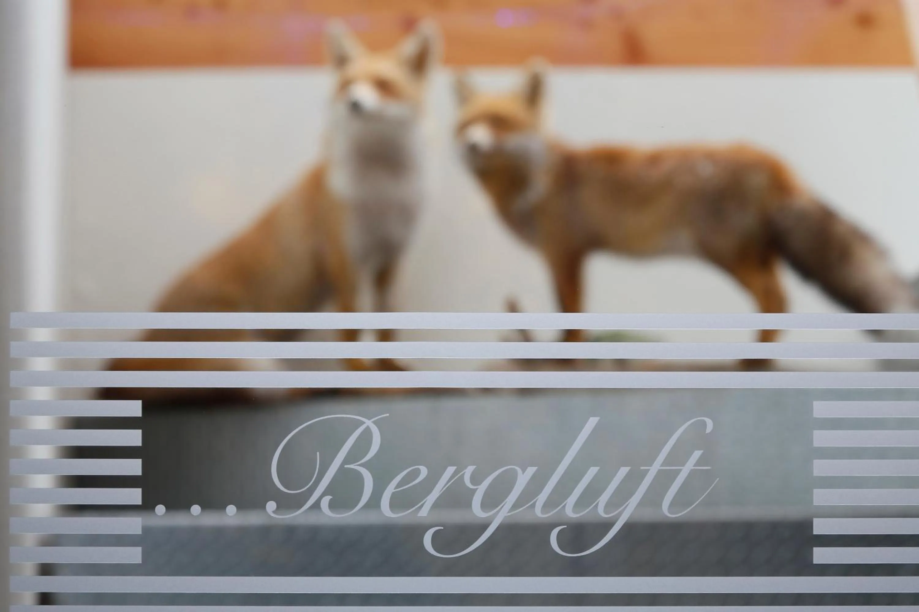 Spa and wellness centre/facilities in Hotel DAS ROYAL in Obereggen