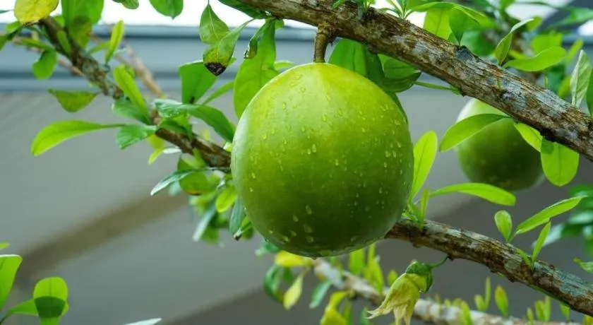 BM PATTANI APARTMENT