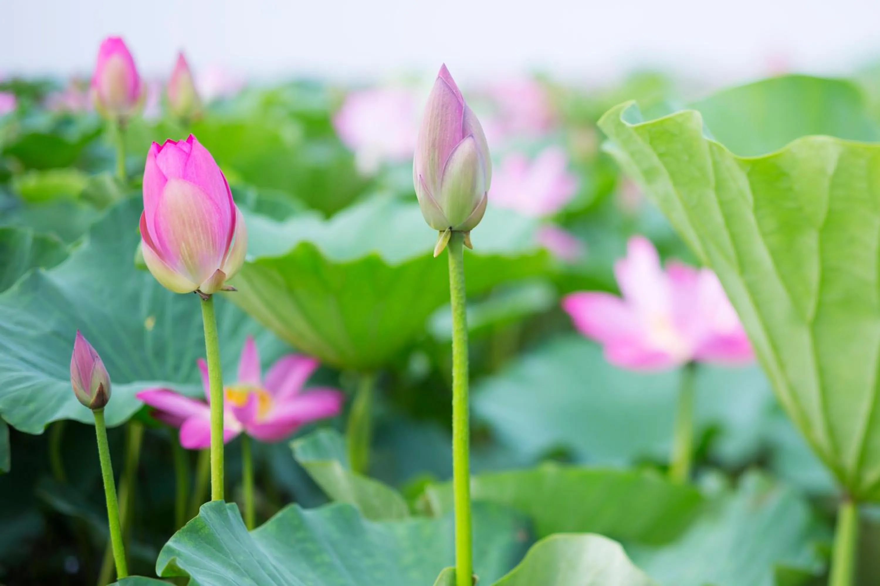 Summer in Wanda Realm Jining