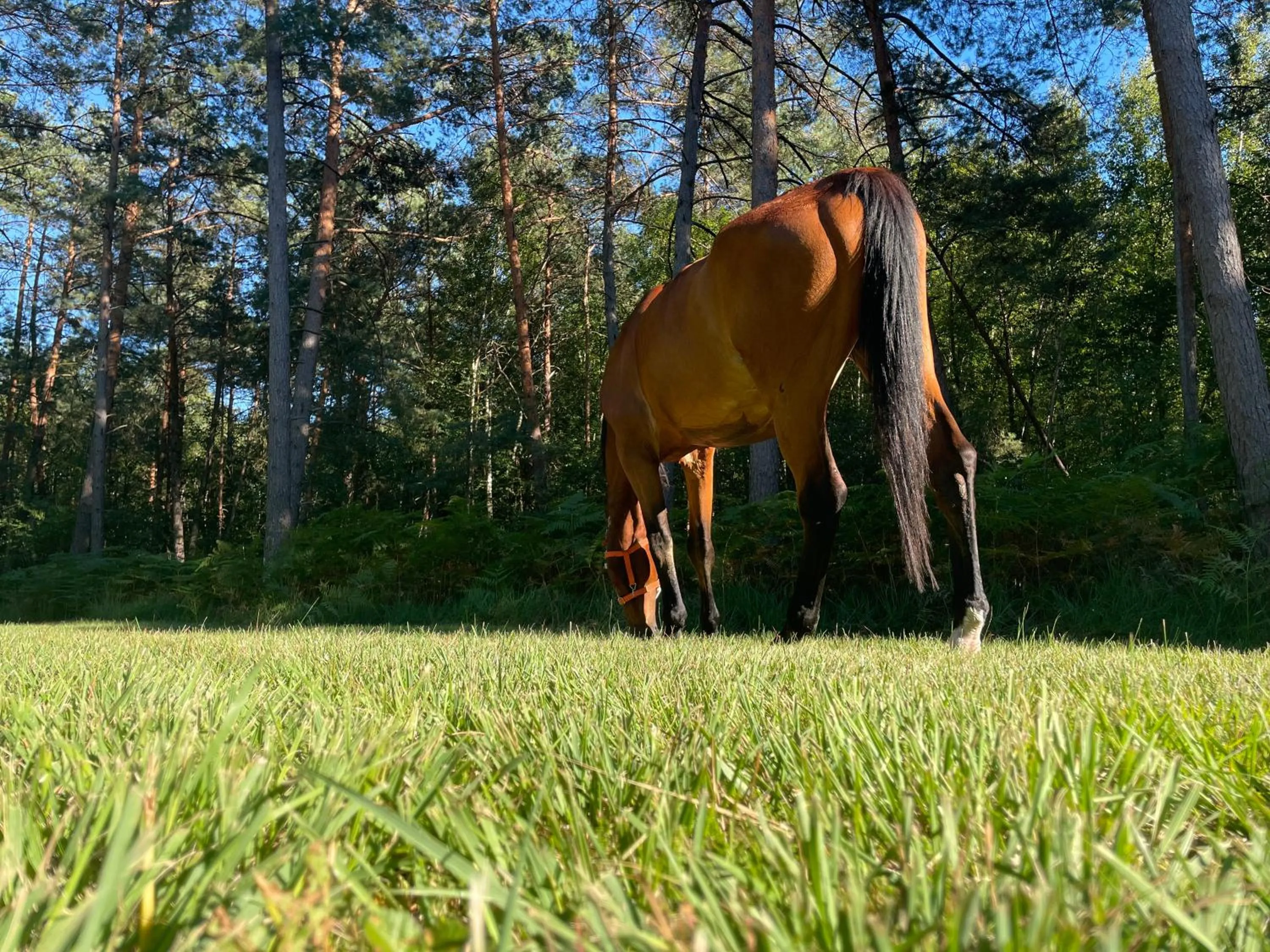 Animals in Hotel Moulin de Villiers