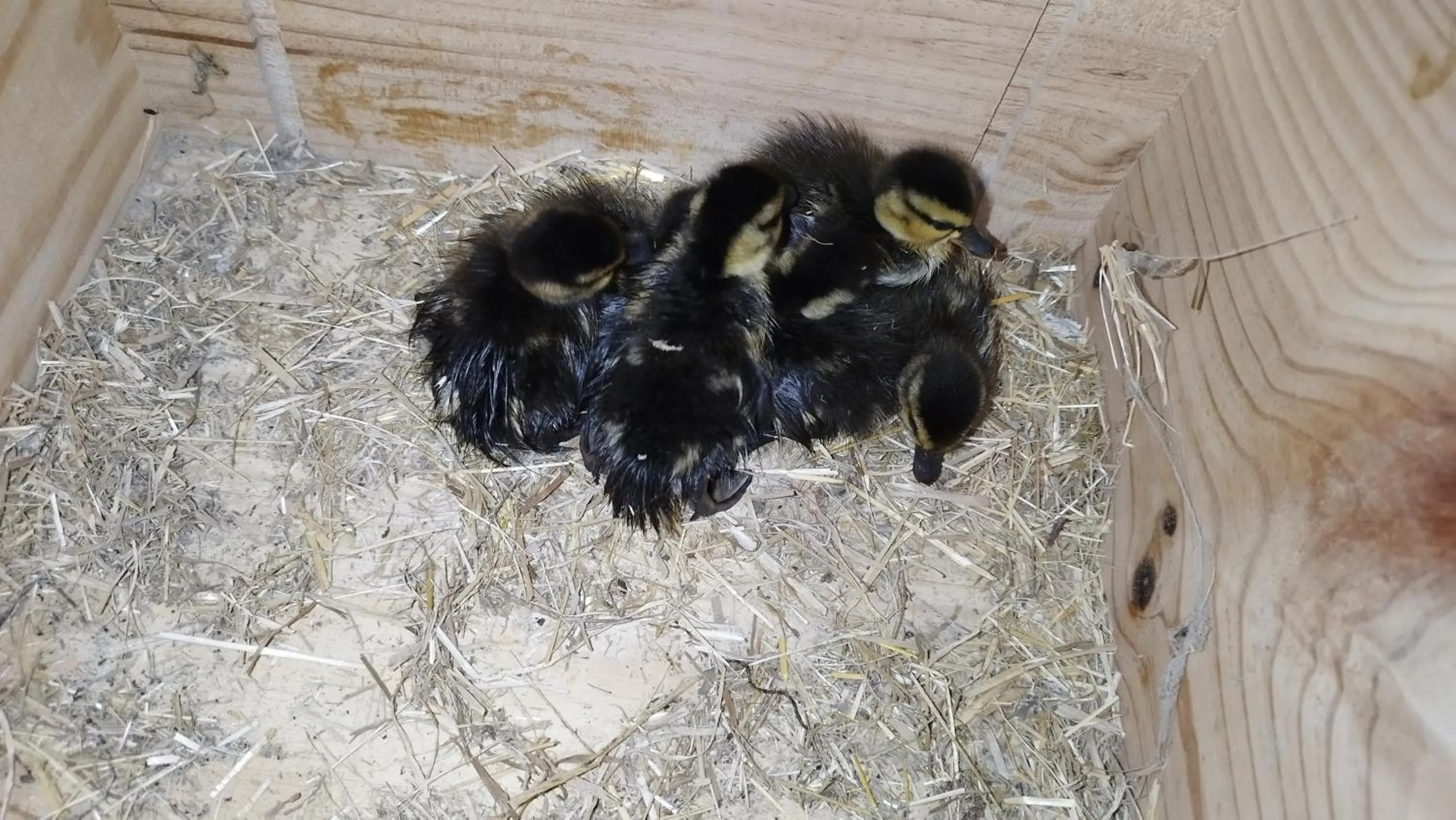 Animals in Hotel Moulin de Villiers