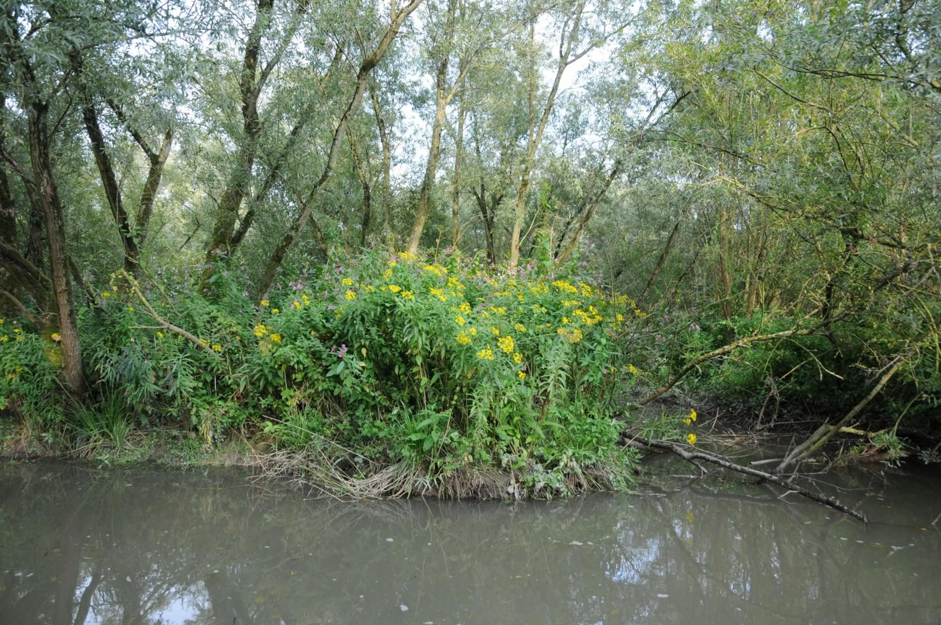 Canoeing in de Brabantse Biesbosch
