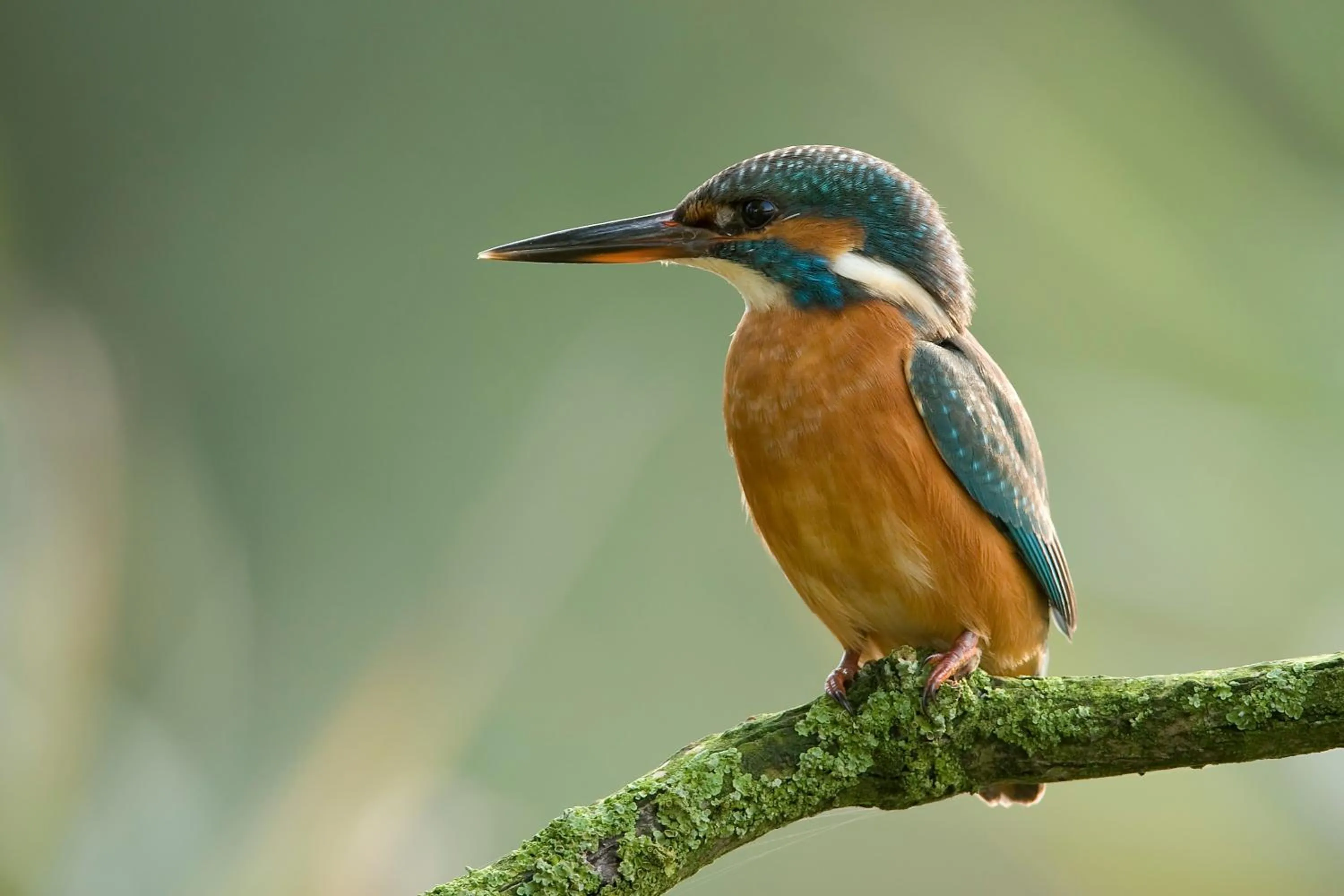 Pets in de Brabantse Biesbosch