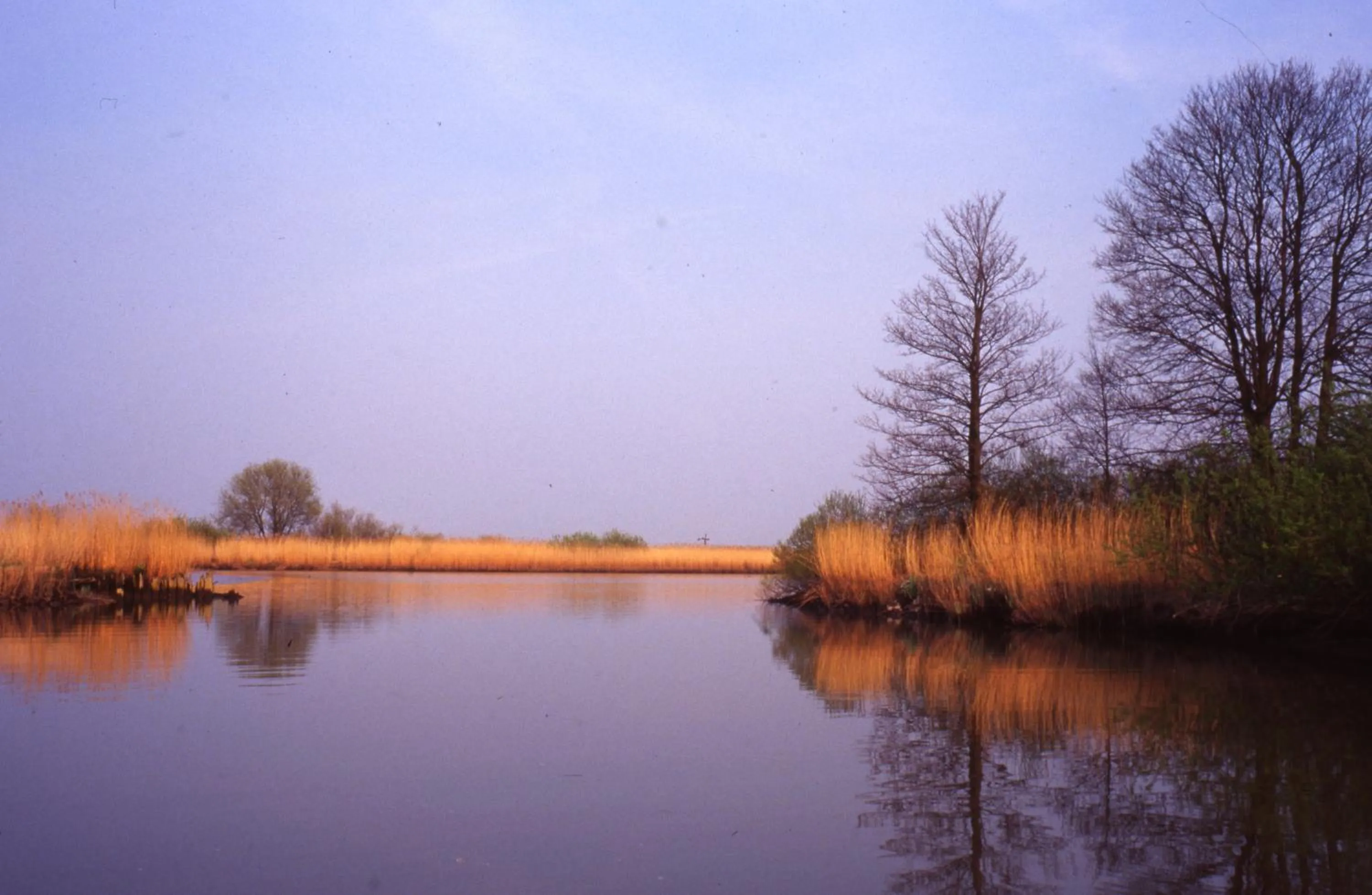 Natural landscape in de Brabantse Biesbosch