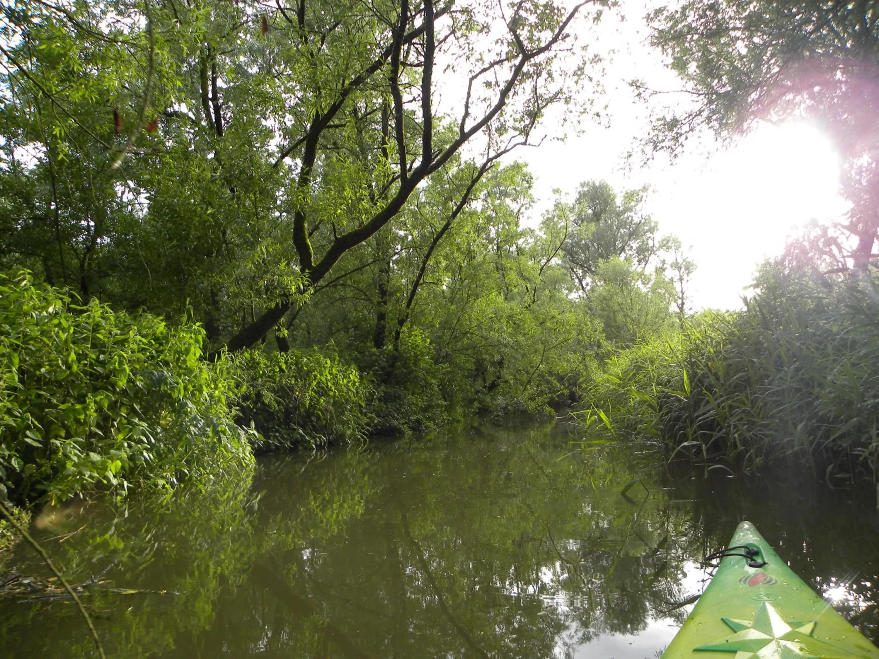Natural landscape in de Brabantse Biesbosch