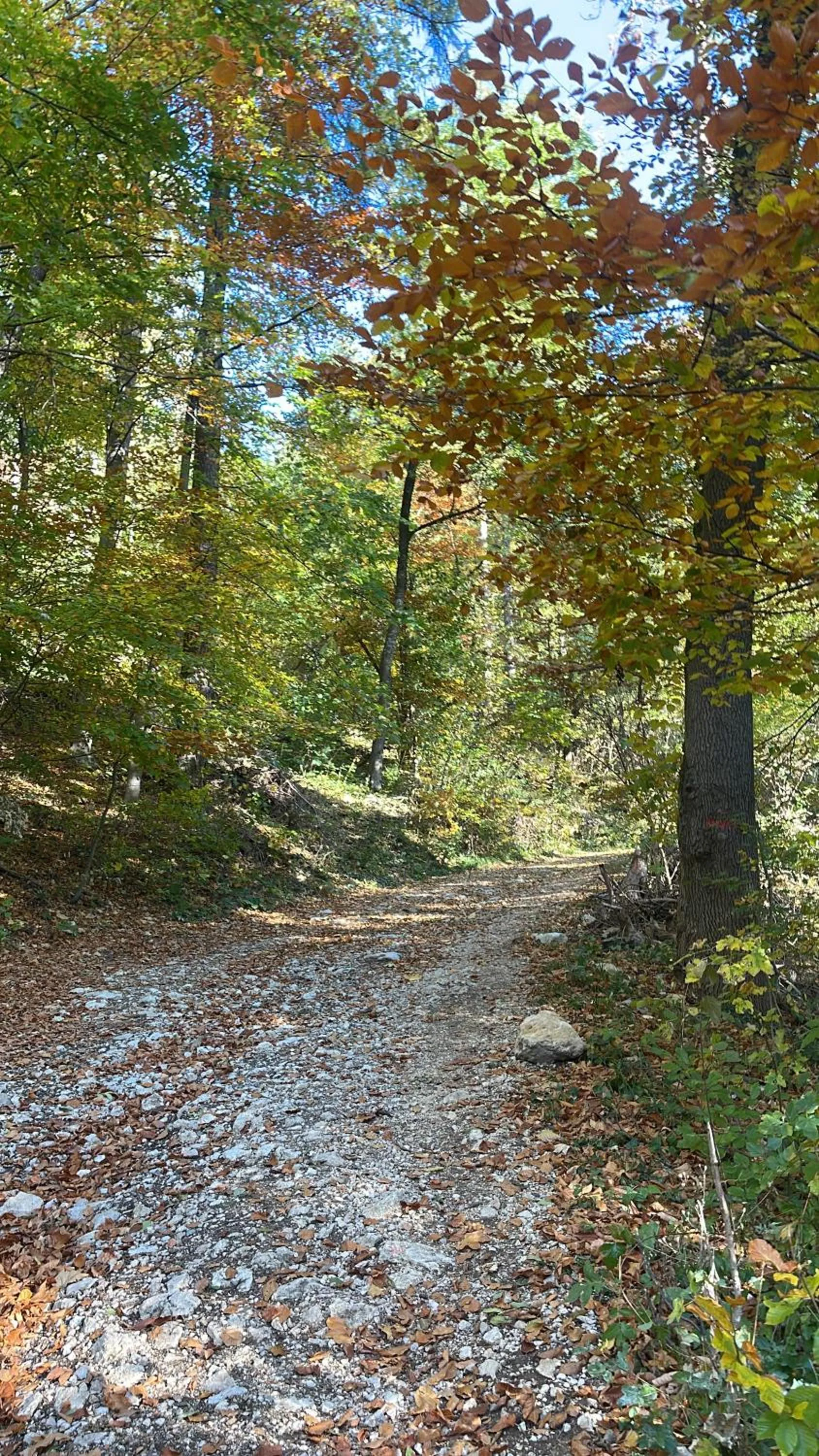 Natural landscape in Casa Balcescu