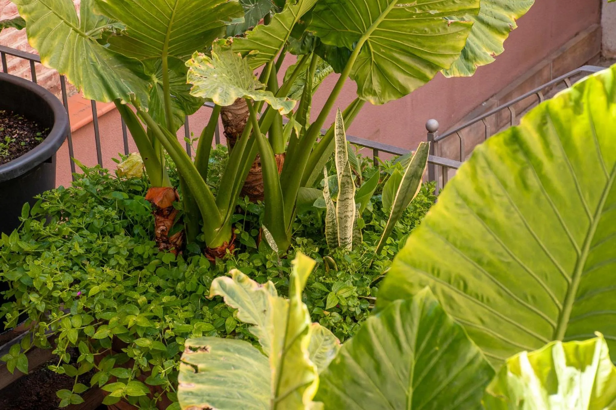 Garden view in Verdi 254