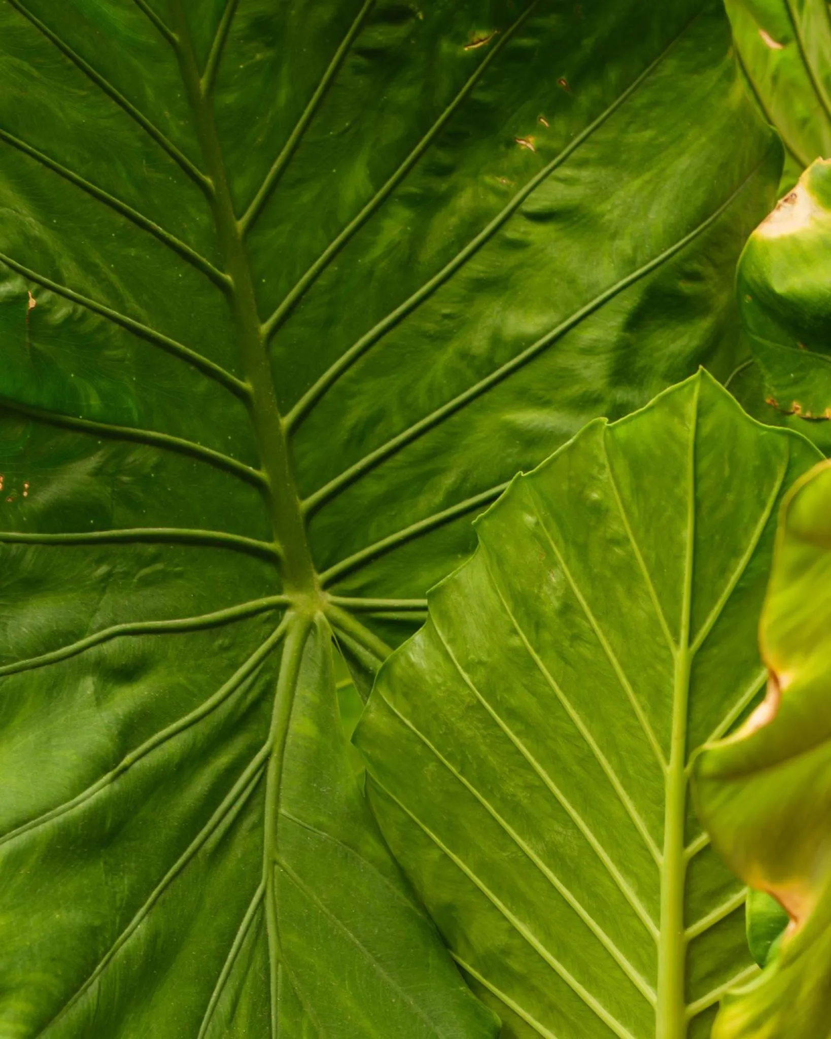 Garden view in Verdi 254