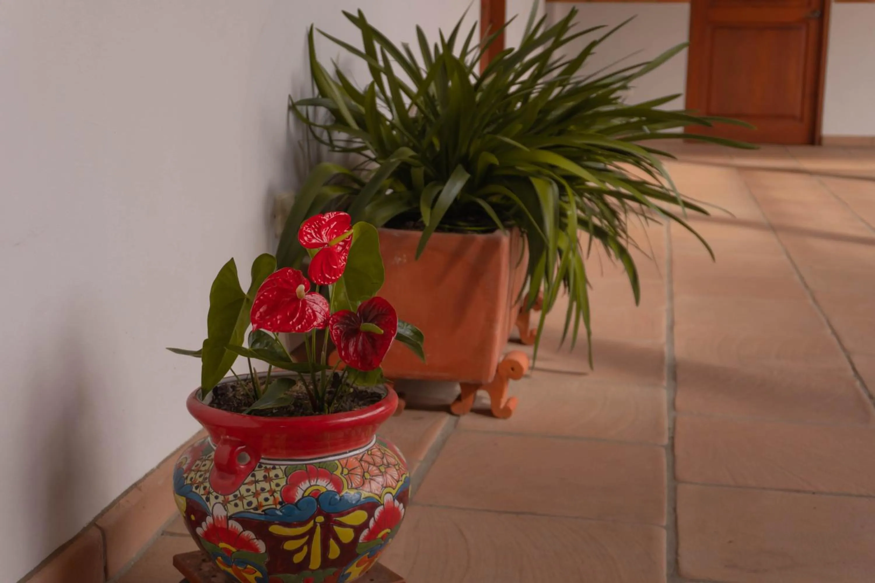 Garden in Maria Bonita Hotel