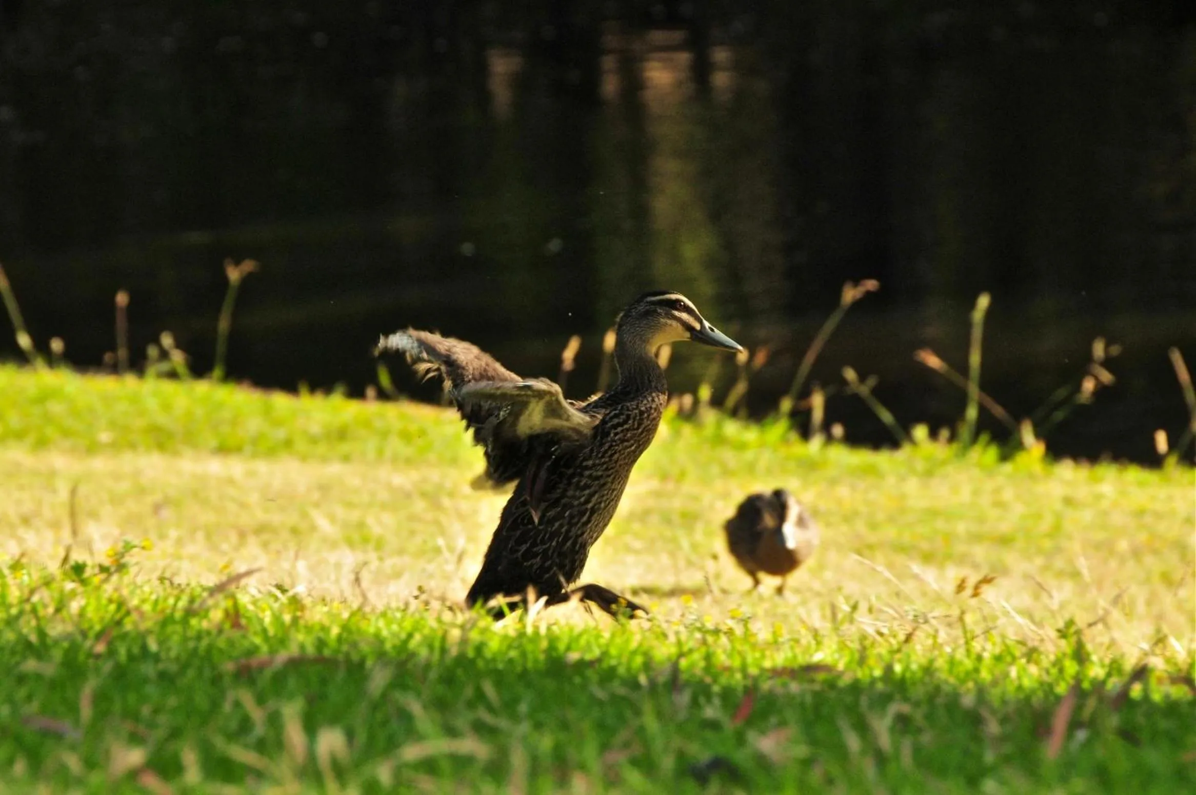 Area and facilities in Waterfall Cottages