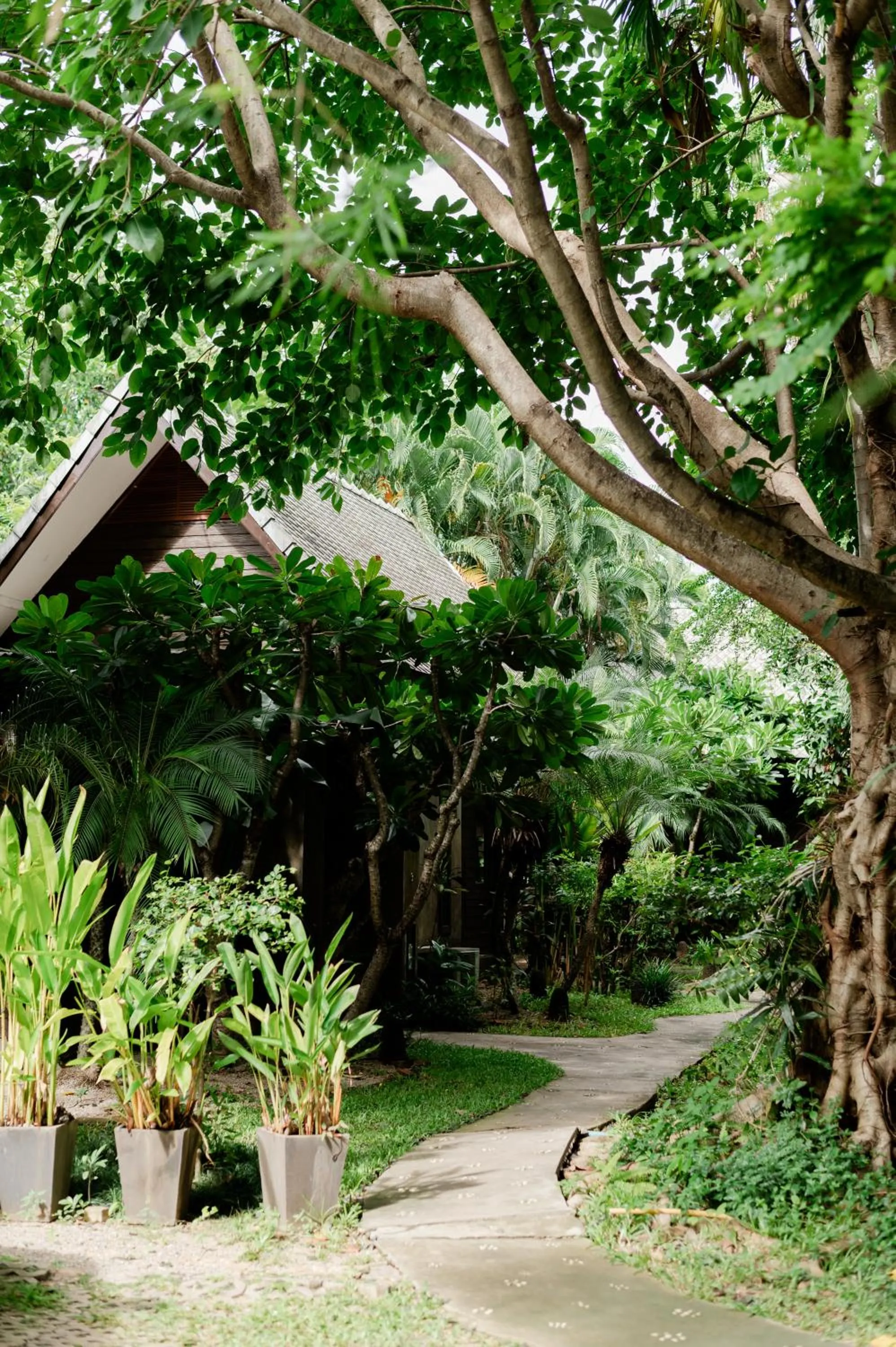 Natural landscape in Tolani Southgate Villa Chiang Mai