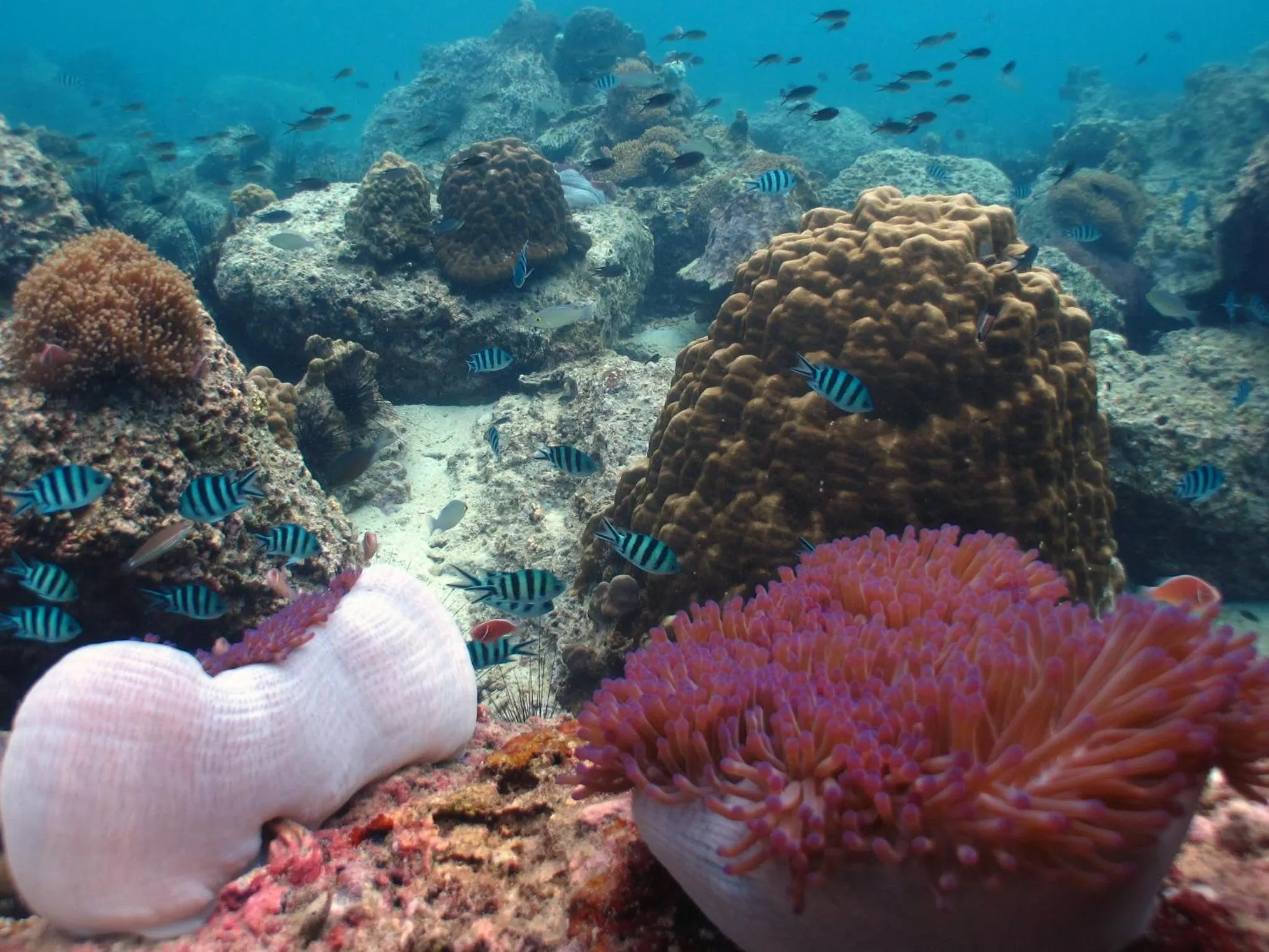 Snorkeling in Sara Beachfront Boutique Resort