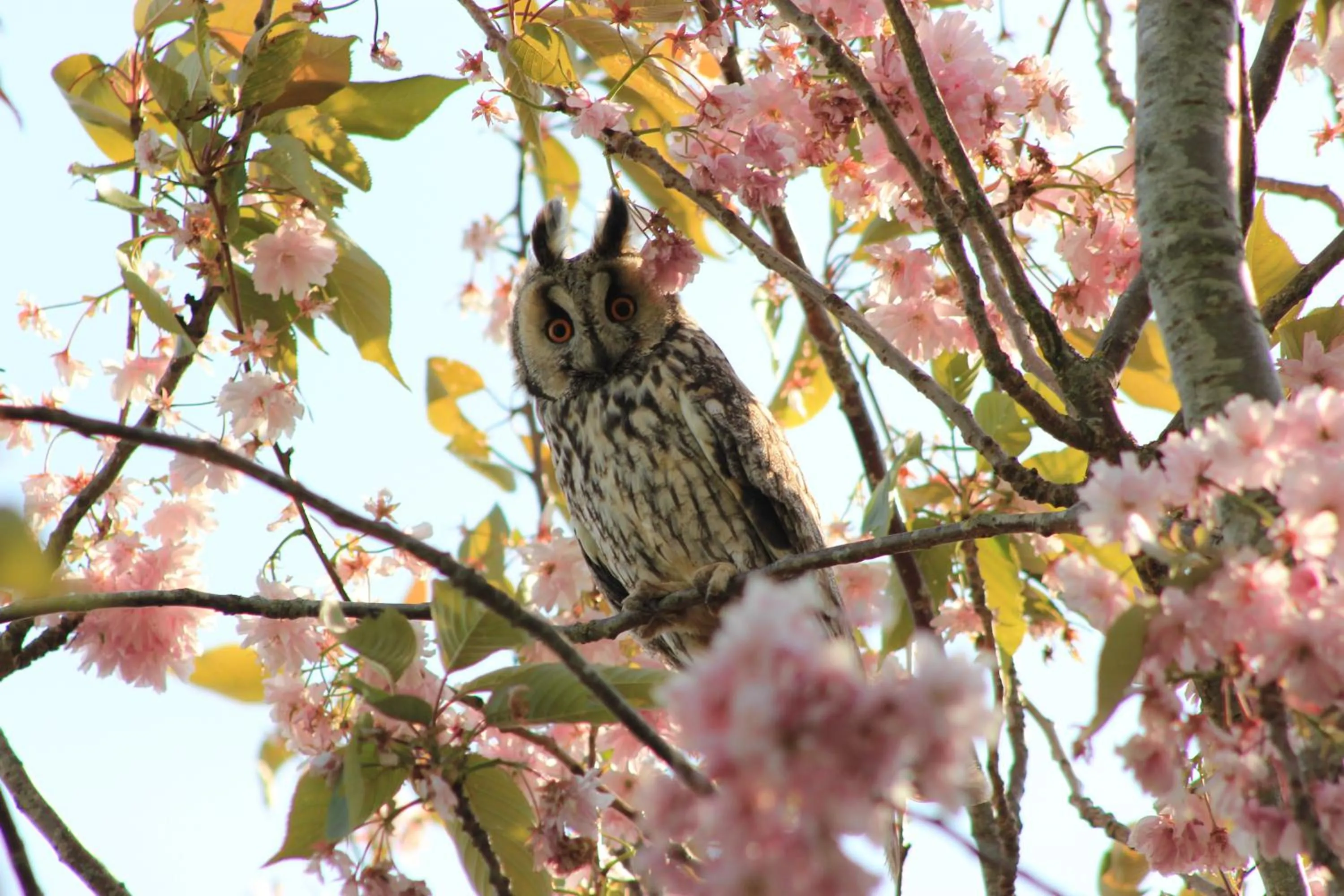 Spring in B&B Welgelegen