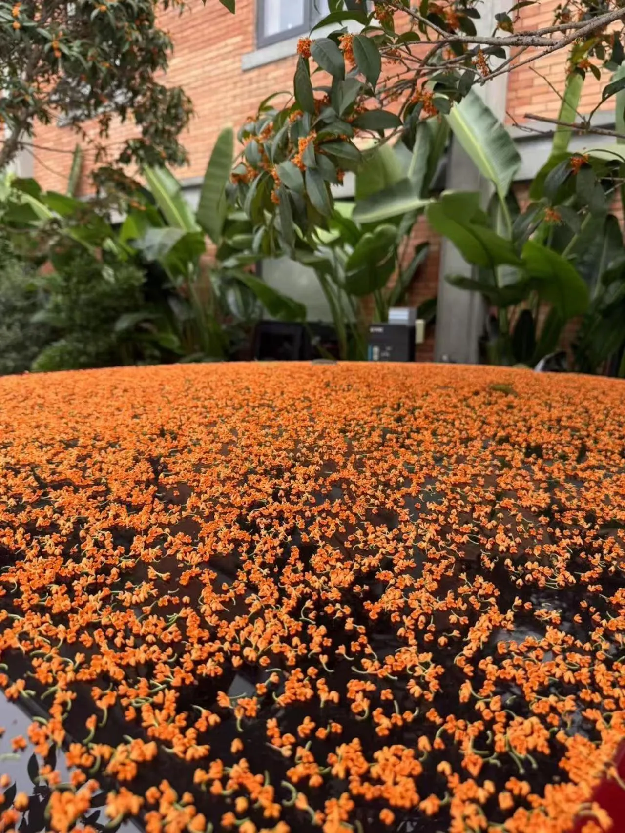 Garden view in Panda Hotel