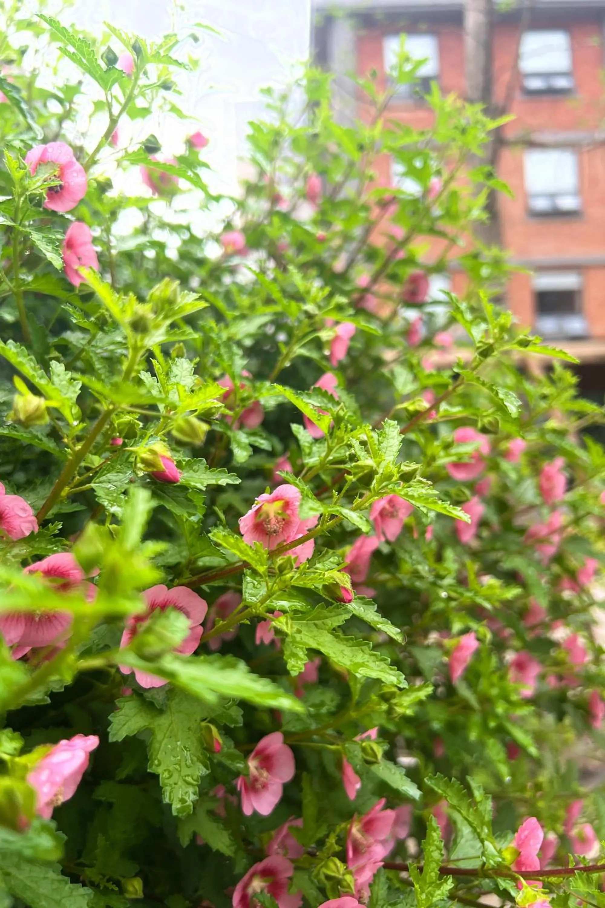 Garden view in Panda Hotel