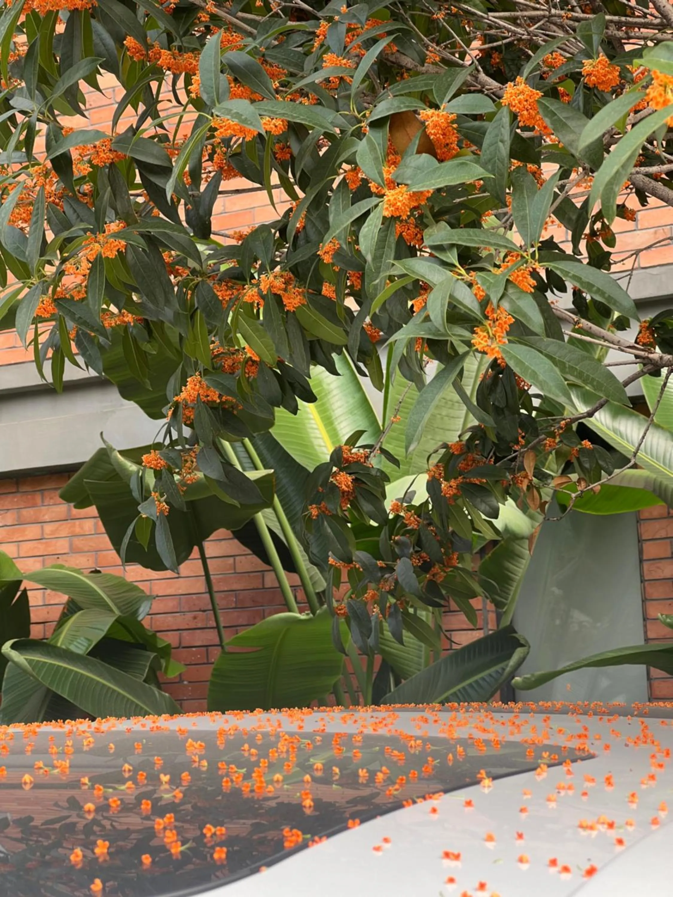 Garden view in Panda Hotel