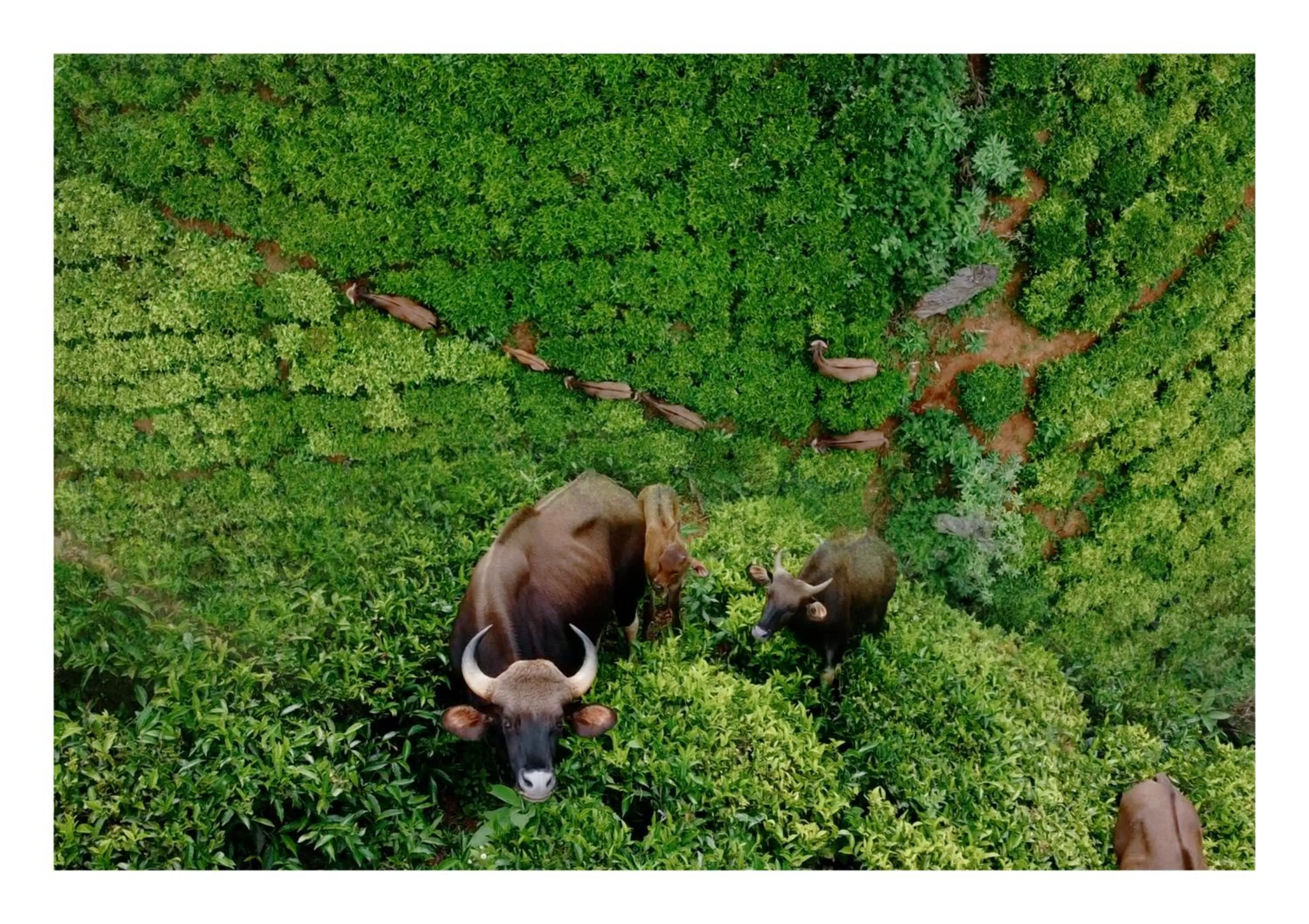 Animals in Fortune Retreats