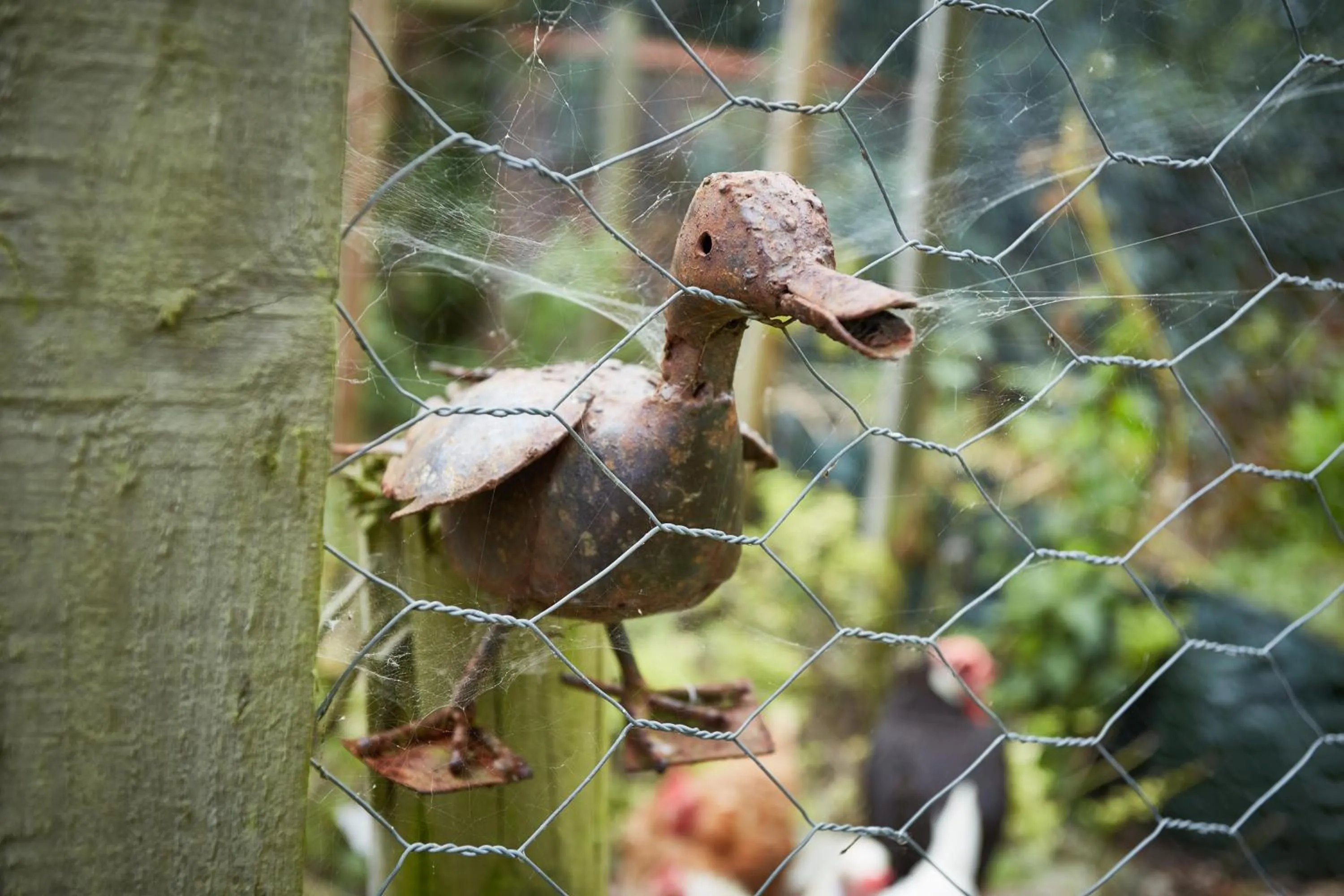 Animals in Strawberry Cottage B&B